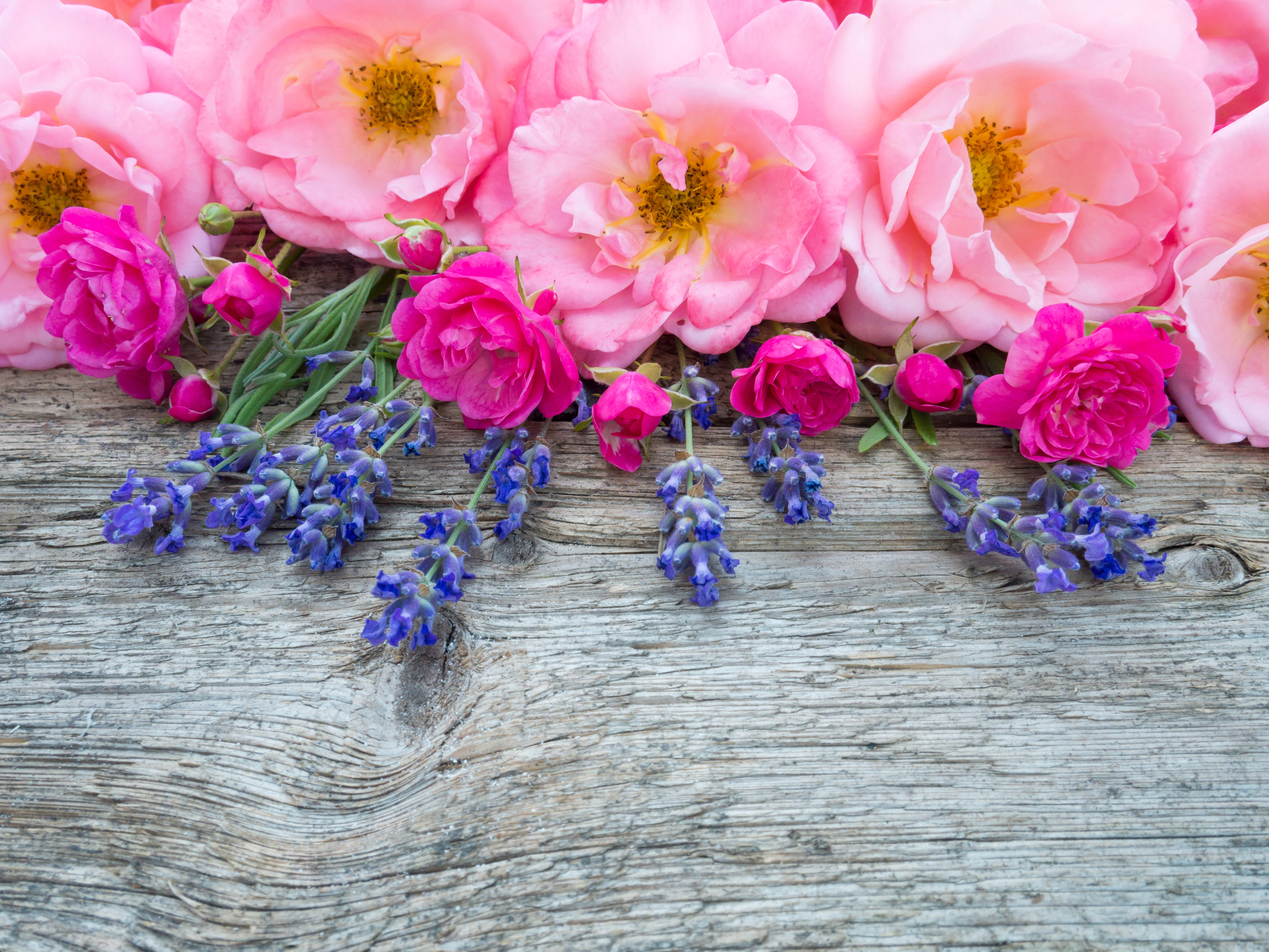 Handy-Wallpaper Blumen, Blume, Rose, Erde/natur, Pinke Blume, Blaue Blume kostenlos herunterladen.