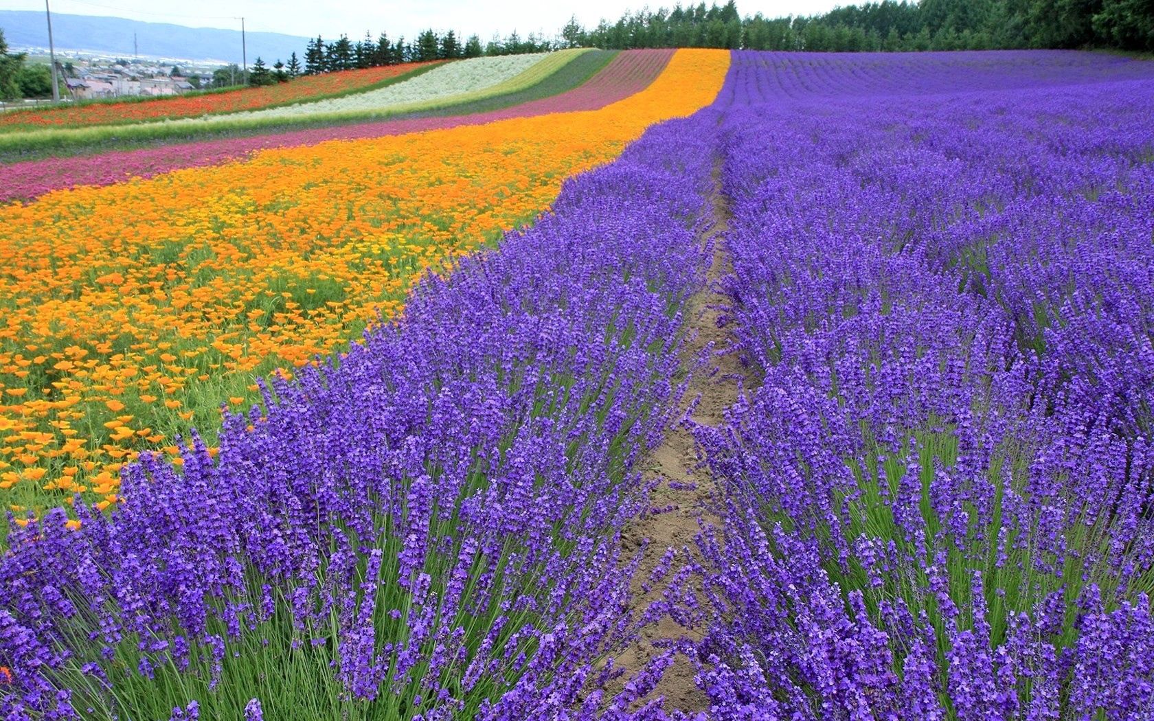 lavender, nature, flowers, trees, field, rows, ranks