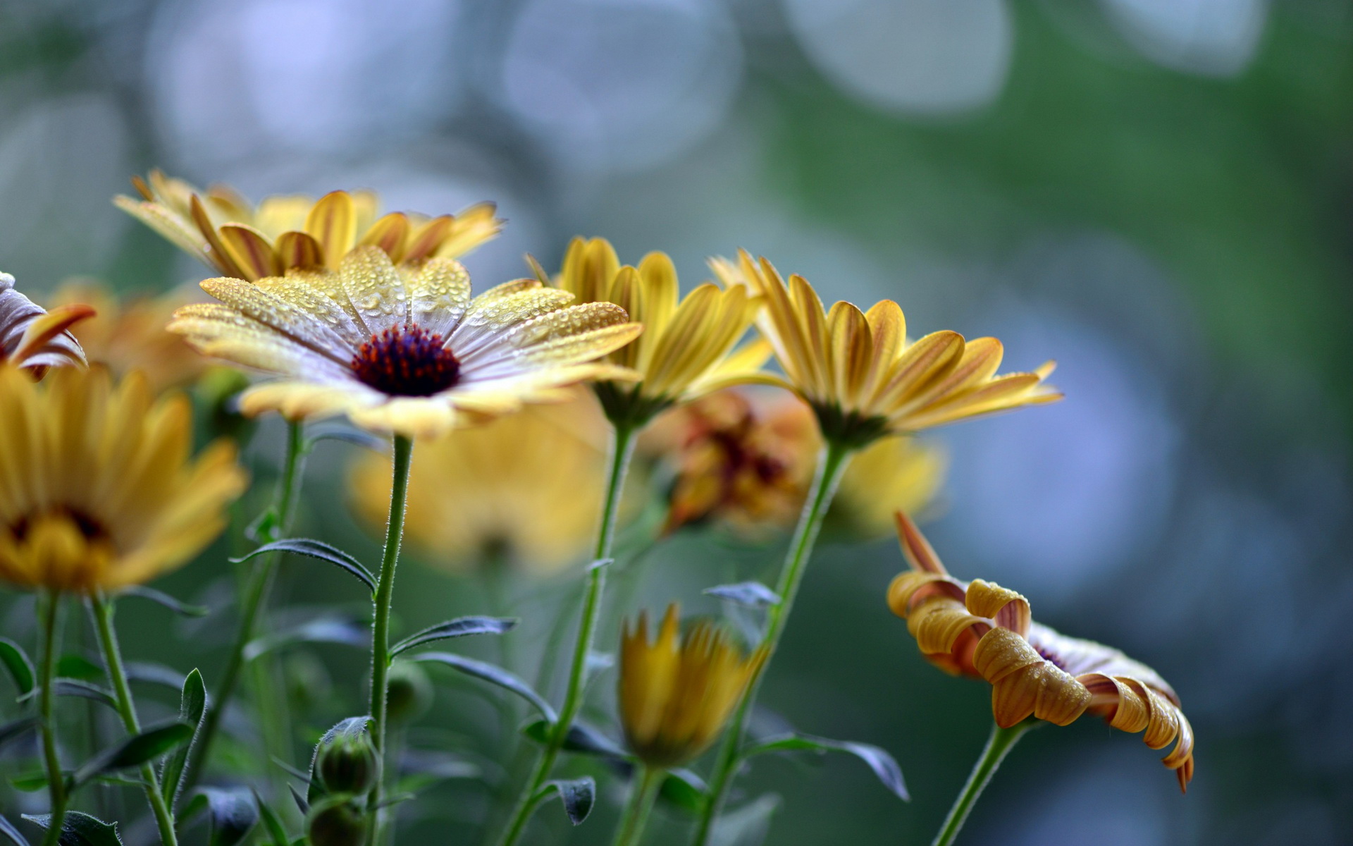 Descarga gratis la imagen Flores, Flor, Tierra/naturaleza en el escritorio de tu PC