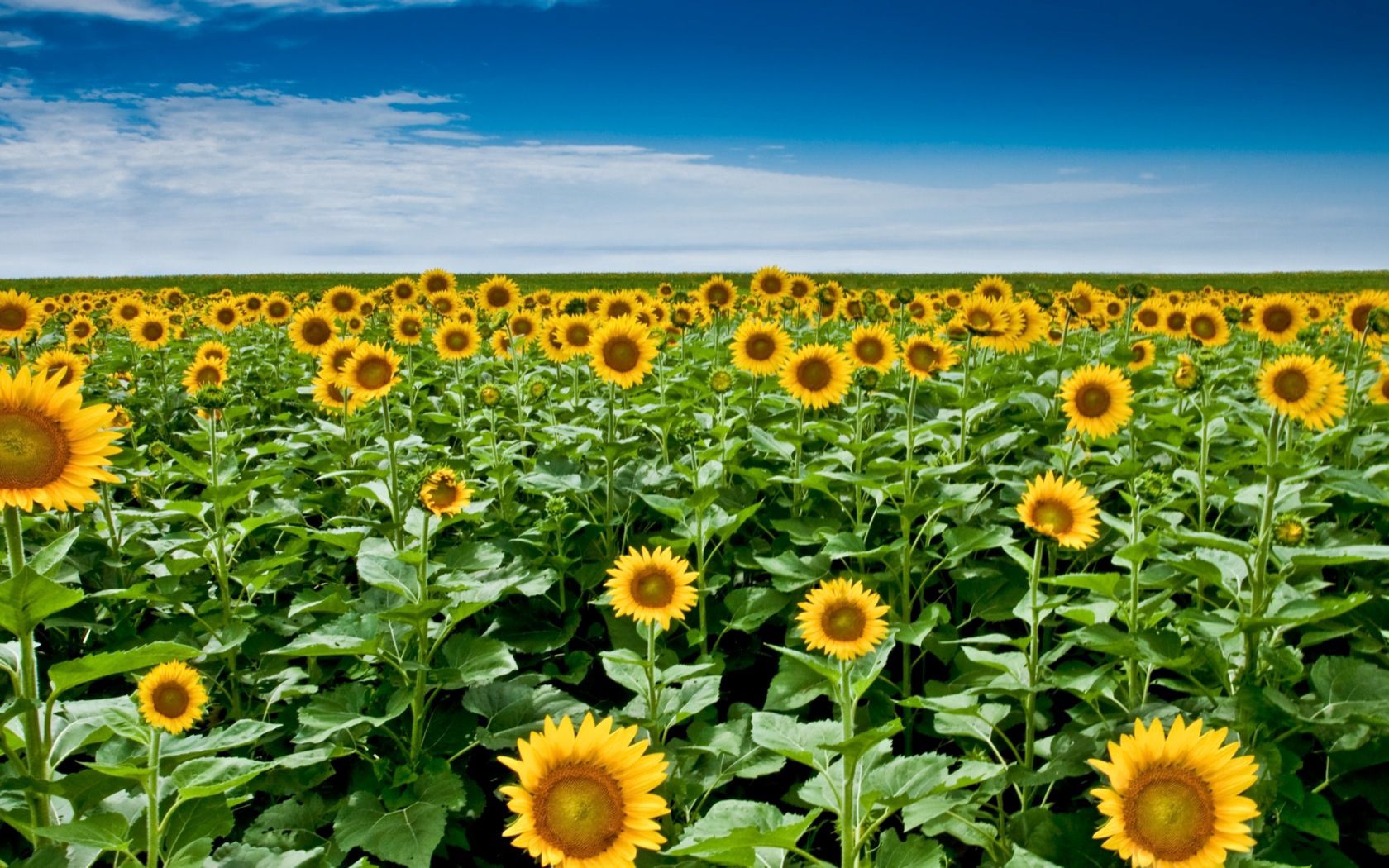 144919 завантажити картинку поле, соняшники, квіти, небо, хмари, рослина, даль, відстань, стебла - шпалери і заставки безкоштовно