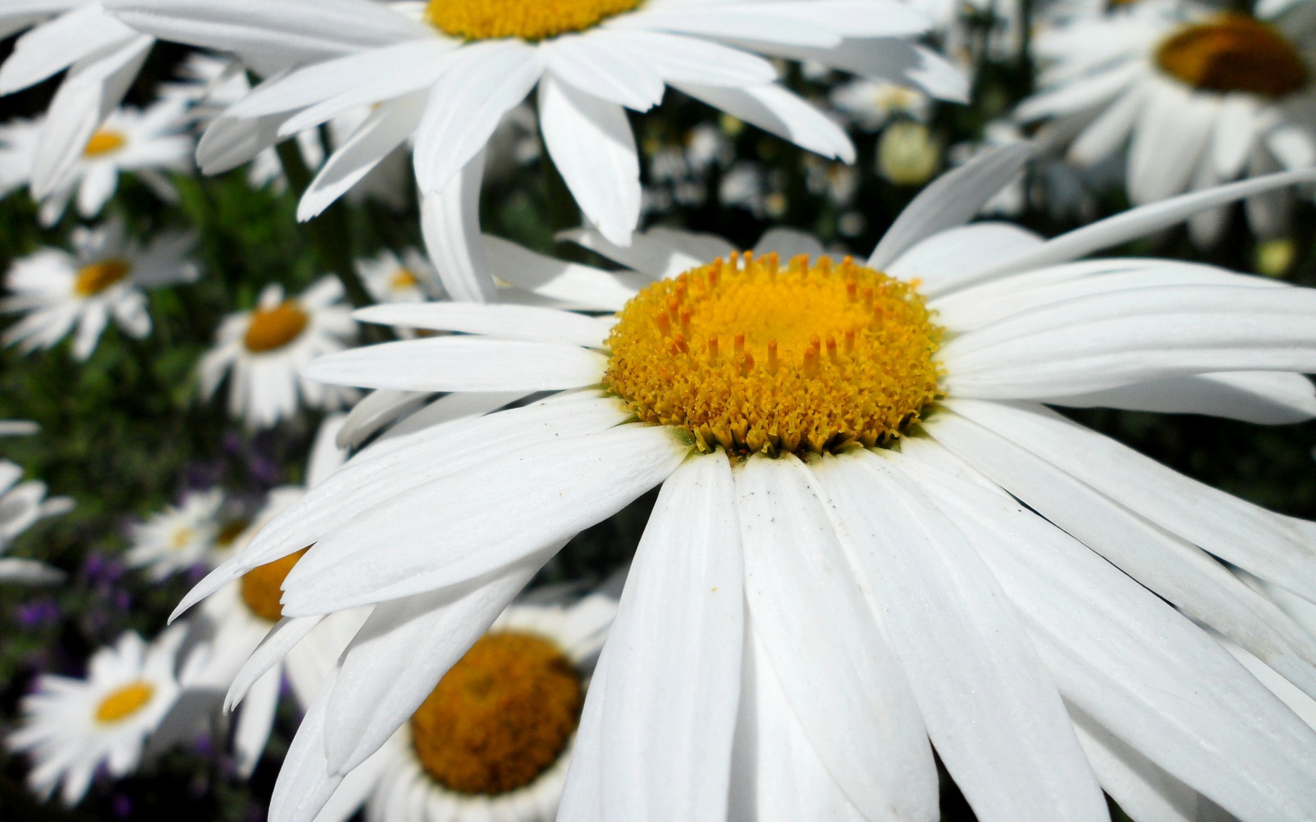 Téléchargez gratuitement l'image Marguerite, Fleurs, Terre/nature sur le bureau de votre PC