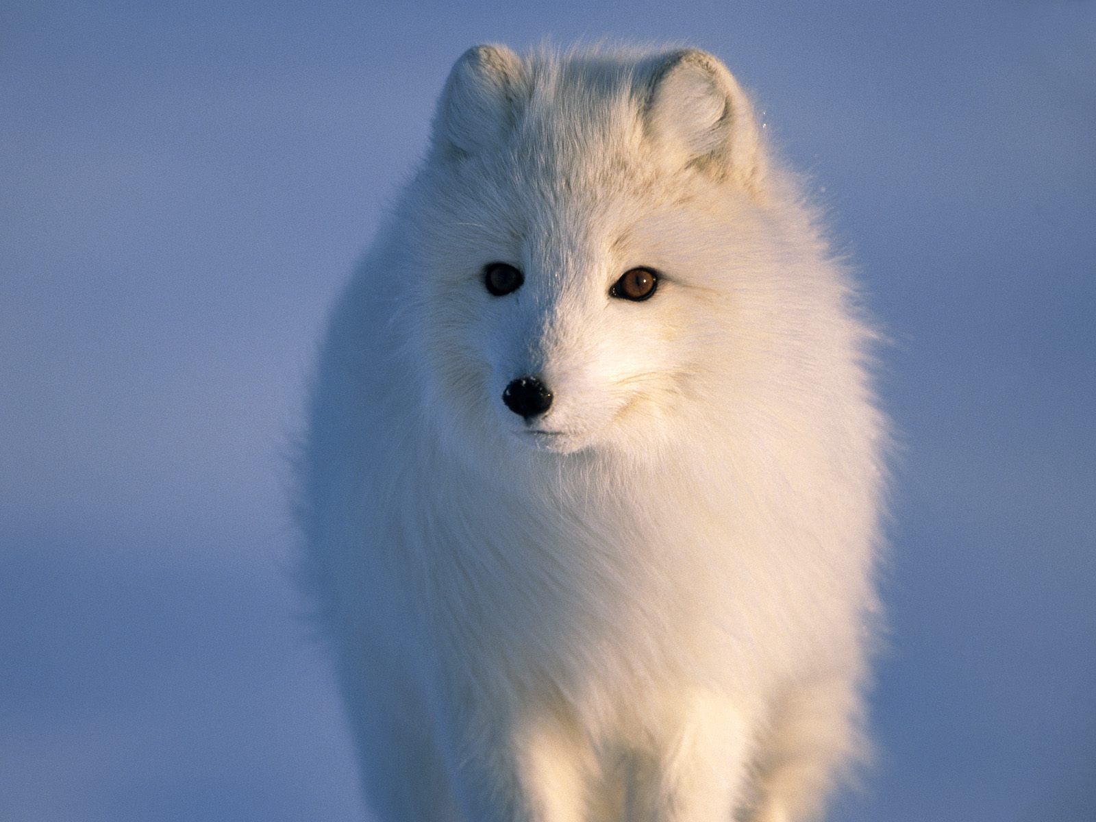 259535 baixar papel de parede animais, raposa do ártico, cães - protetores de tela e imagens gratuitamente