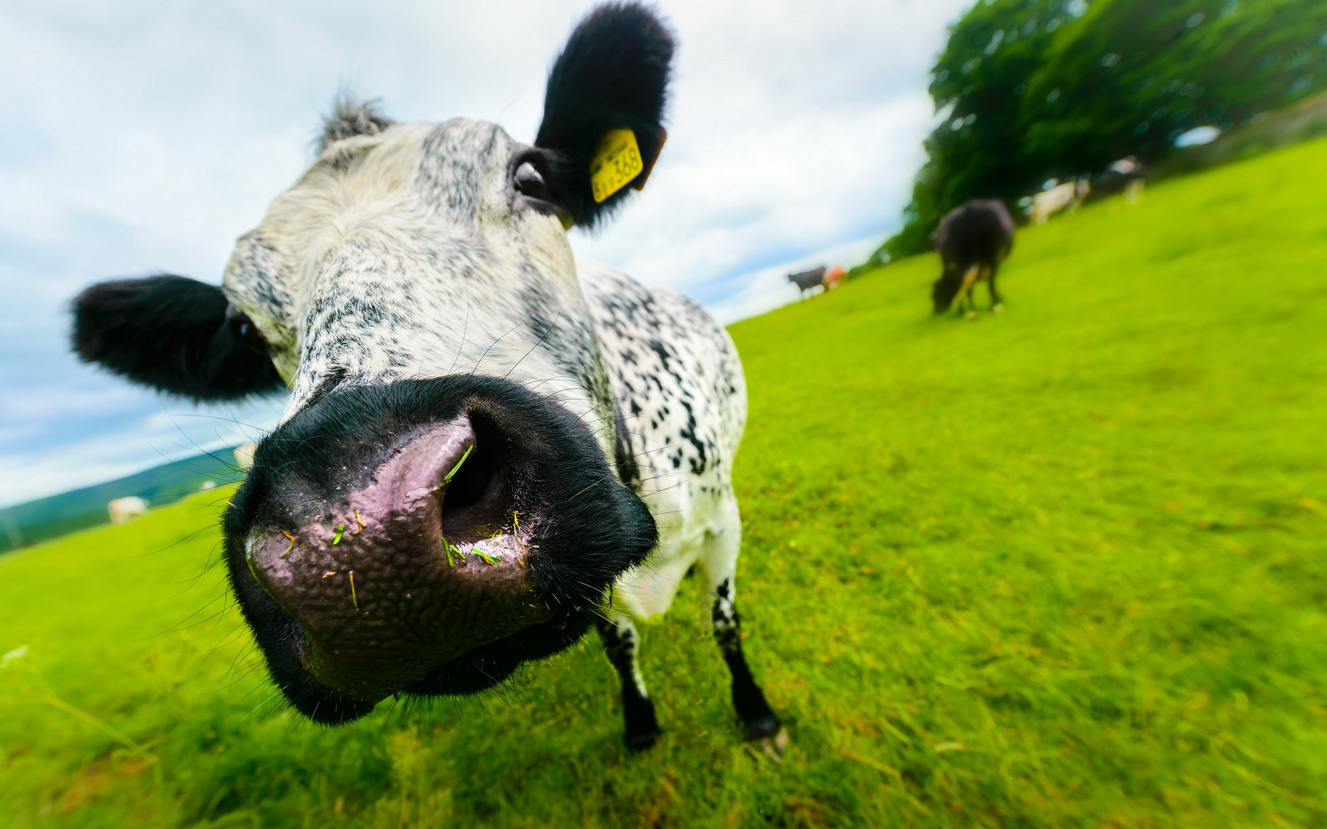 Free download wallpaper Animal, Cow on your PC desktop