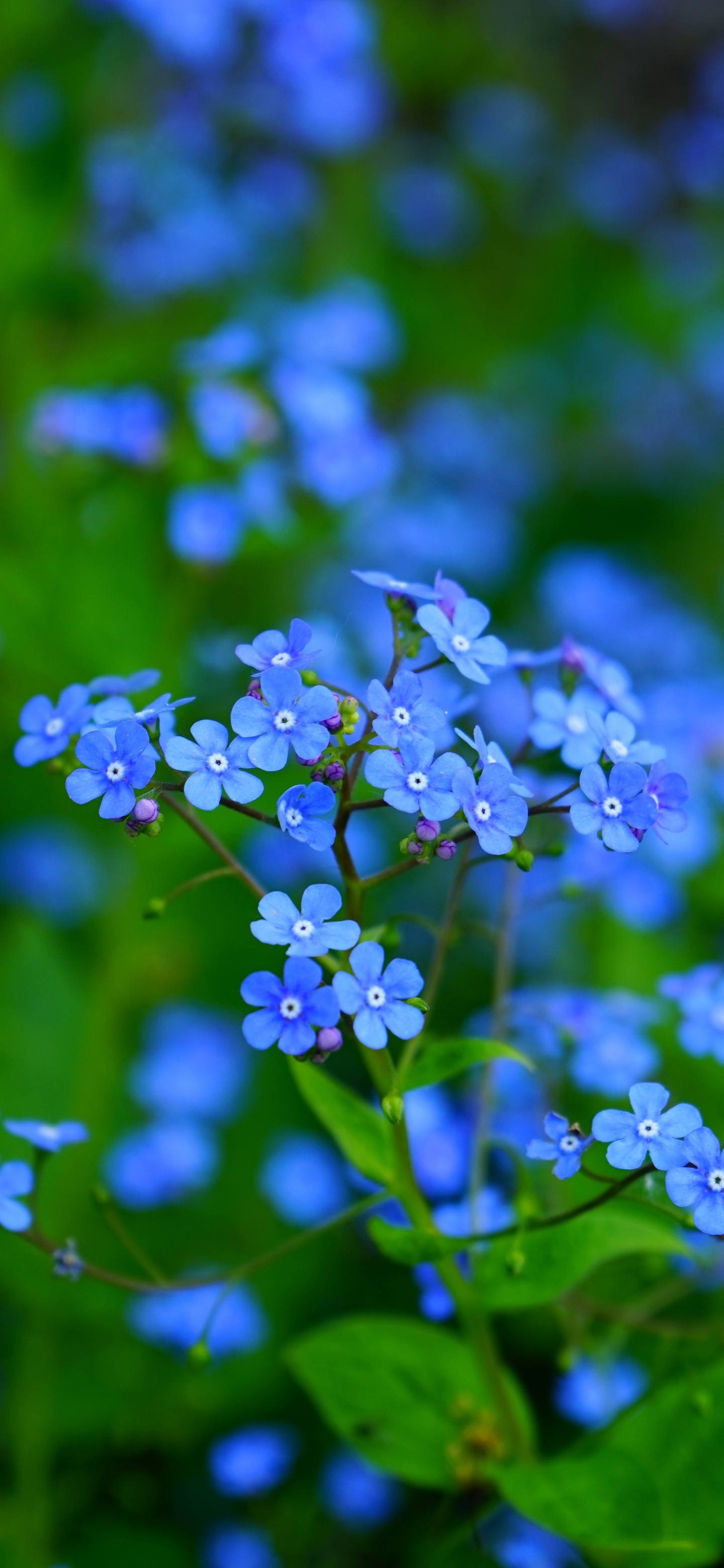 Baixar papel de parede para celular de Flores, Terra/natureza, Não Me Esqueças, Flor Azul gratuito.