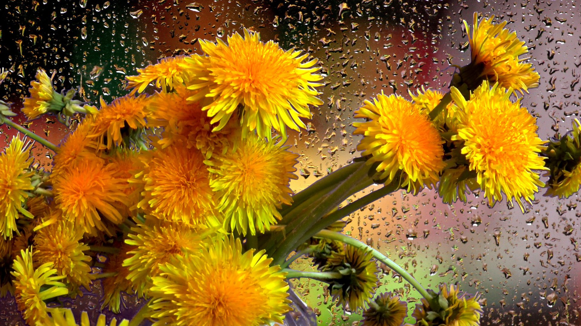 PCデスクトップにタンポポ, 花, 花束, 黄色い花, 雨滴, マンメイド画像を無料でダウンロード