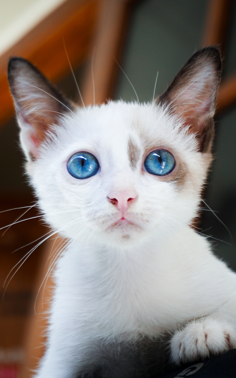 Download mobile wallpaper Cats, Cat, Kitten, Animal, Blue Eyes, Baby Animal for free.