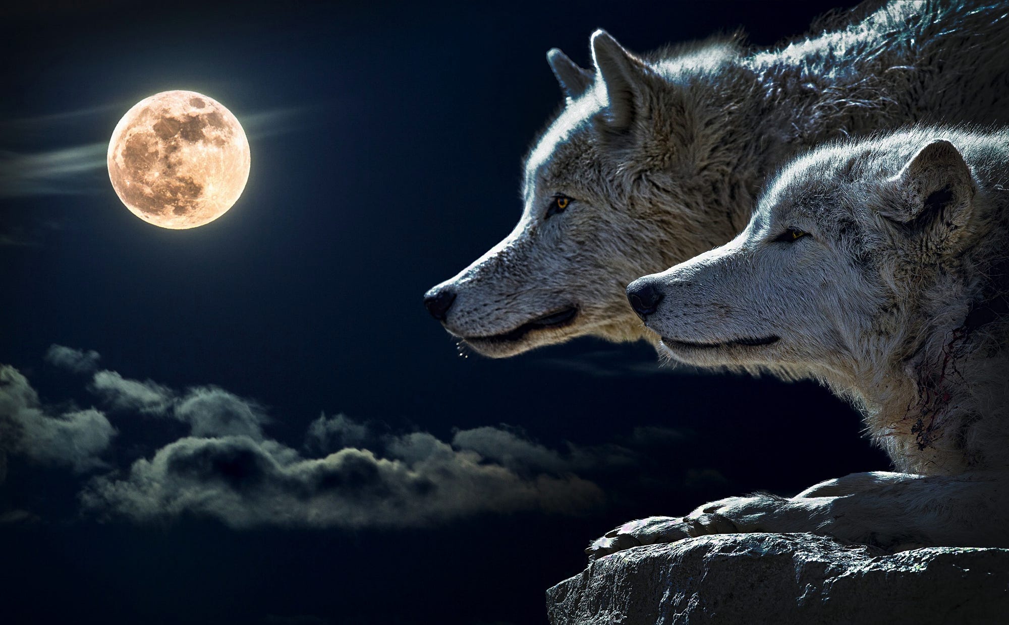 Download mobile wallpaper Moon, Wolf, Animal for free.