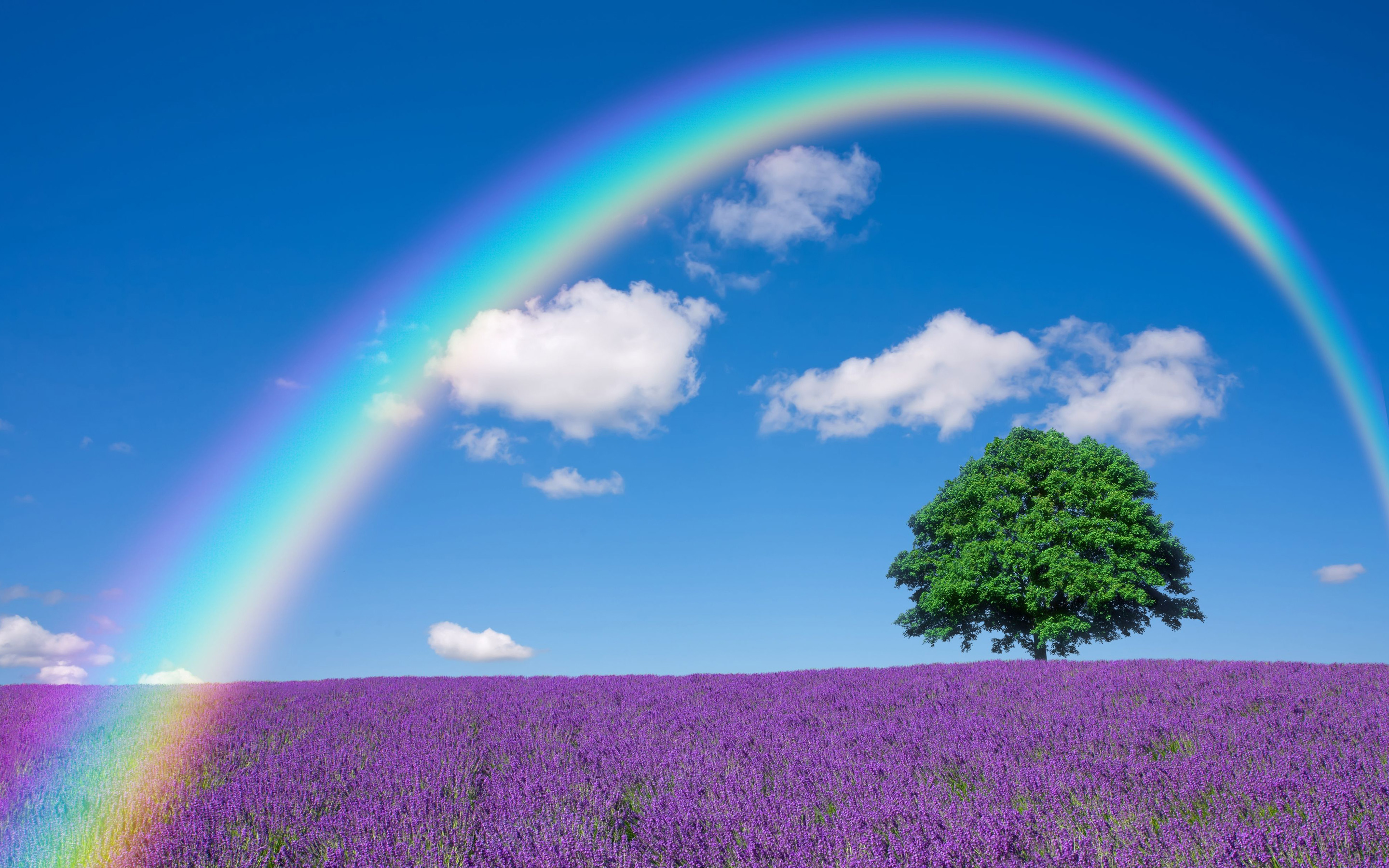nature, rainbow, field, flowers, earth, lavender, lonely tree, tree