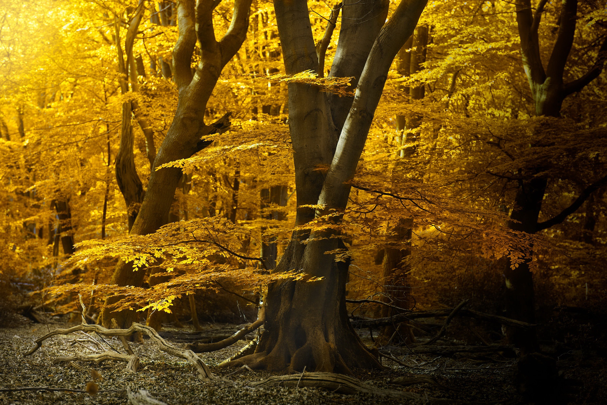 Handy-Wallpaper Herbst, Wald, Baum, Erde/natur kostenlos herunterladen.