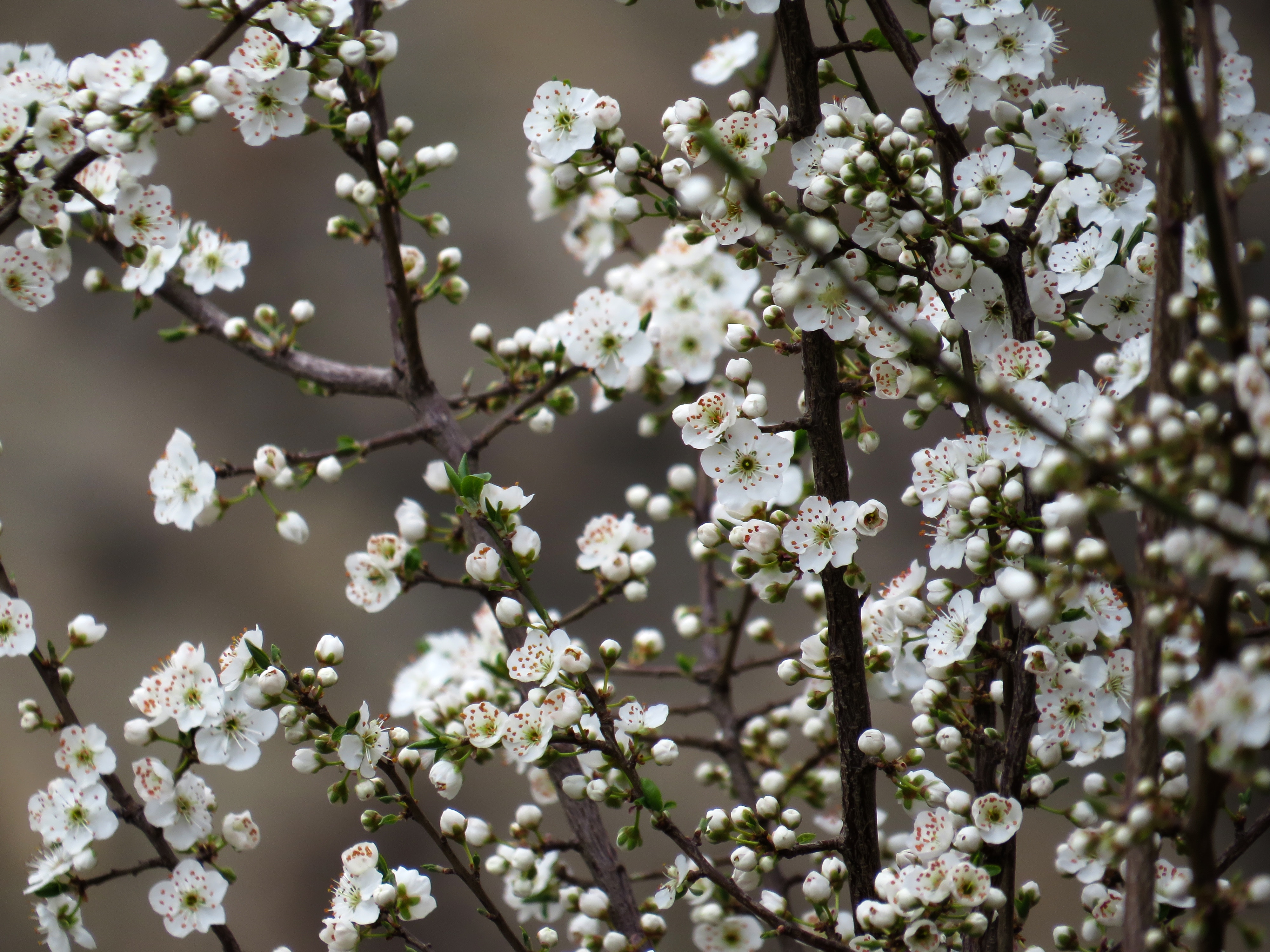 Free download wallpaper Blossom, Flowers, Earth on your PC desktop