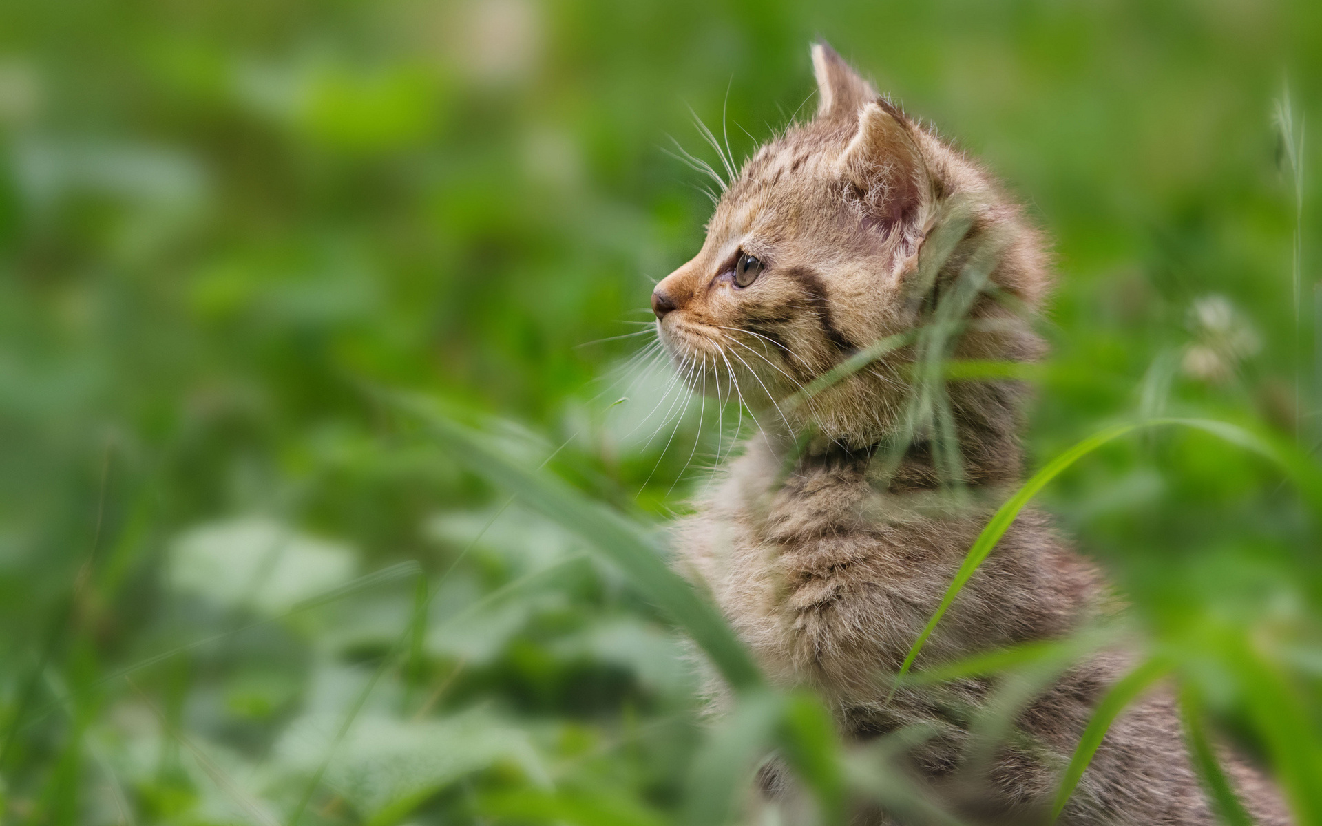 PCデスクトップに動物, ネコ, 猫画像を無料でダウンロード