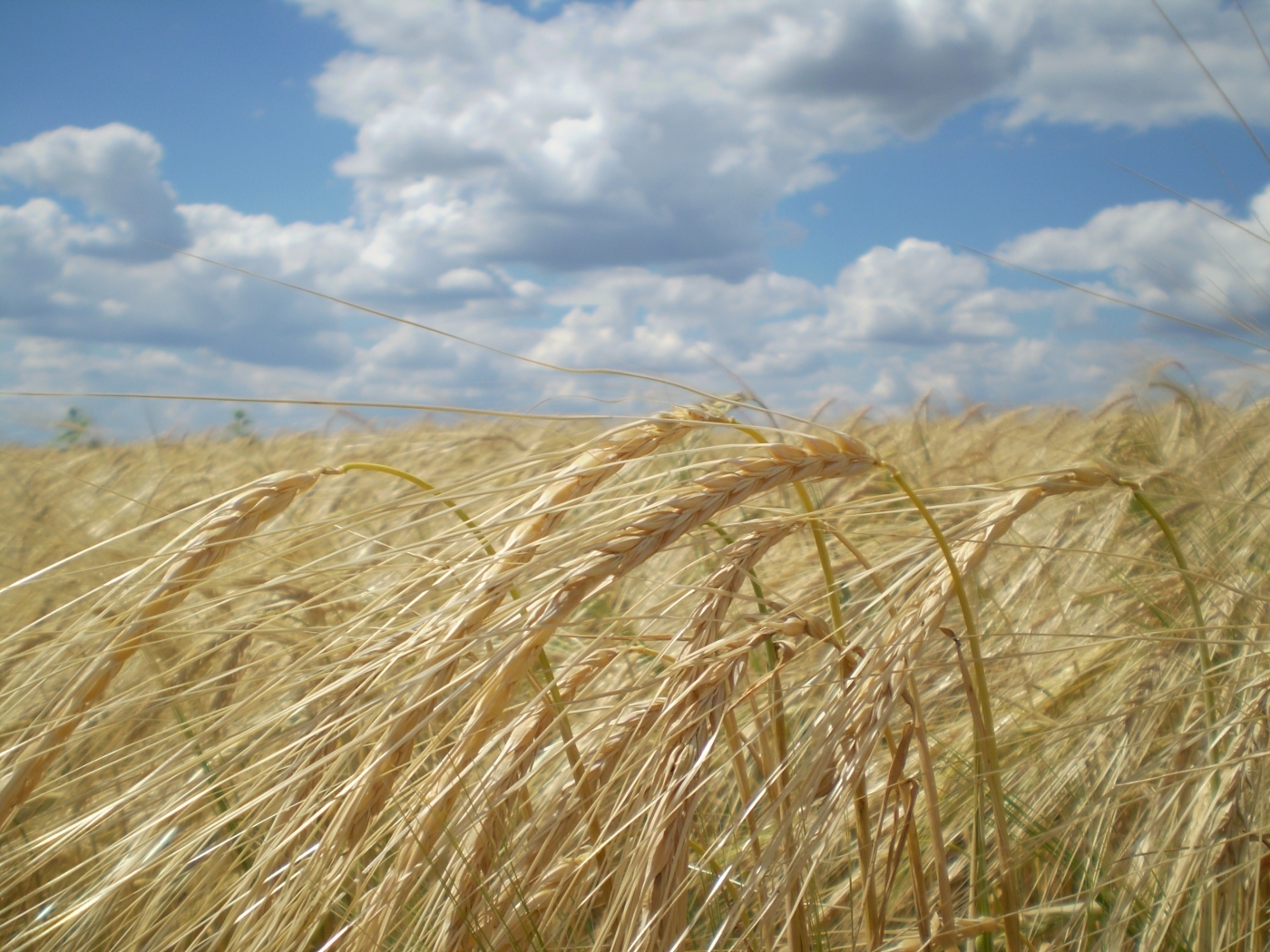 Free download wallpaper Landscape, Sky, Clouds, Fields, Wheat on your PC desktop