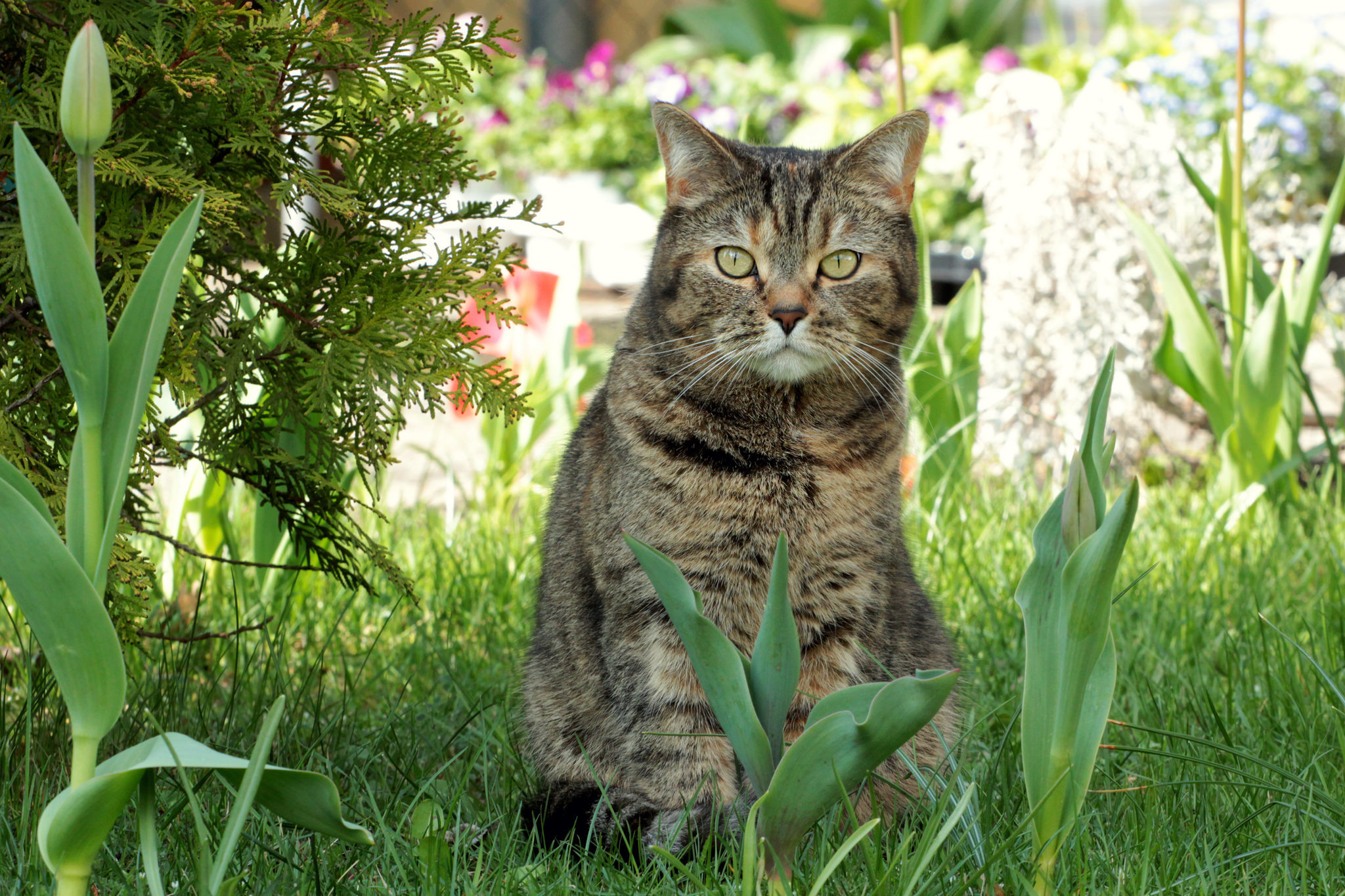 Free download wallpaper Cats, Grass, Cat, Animal on your PC desktop