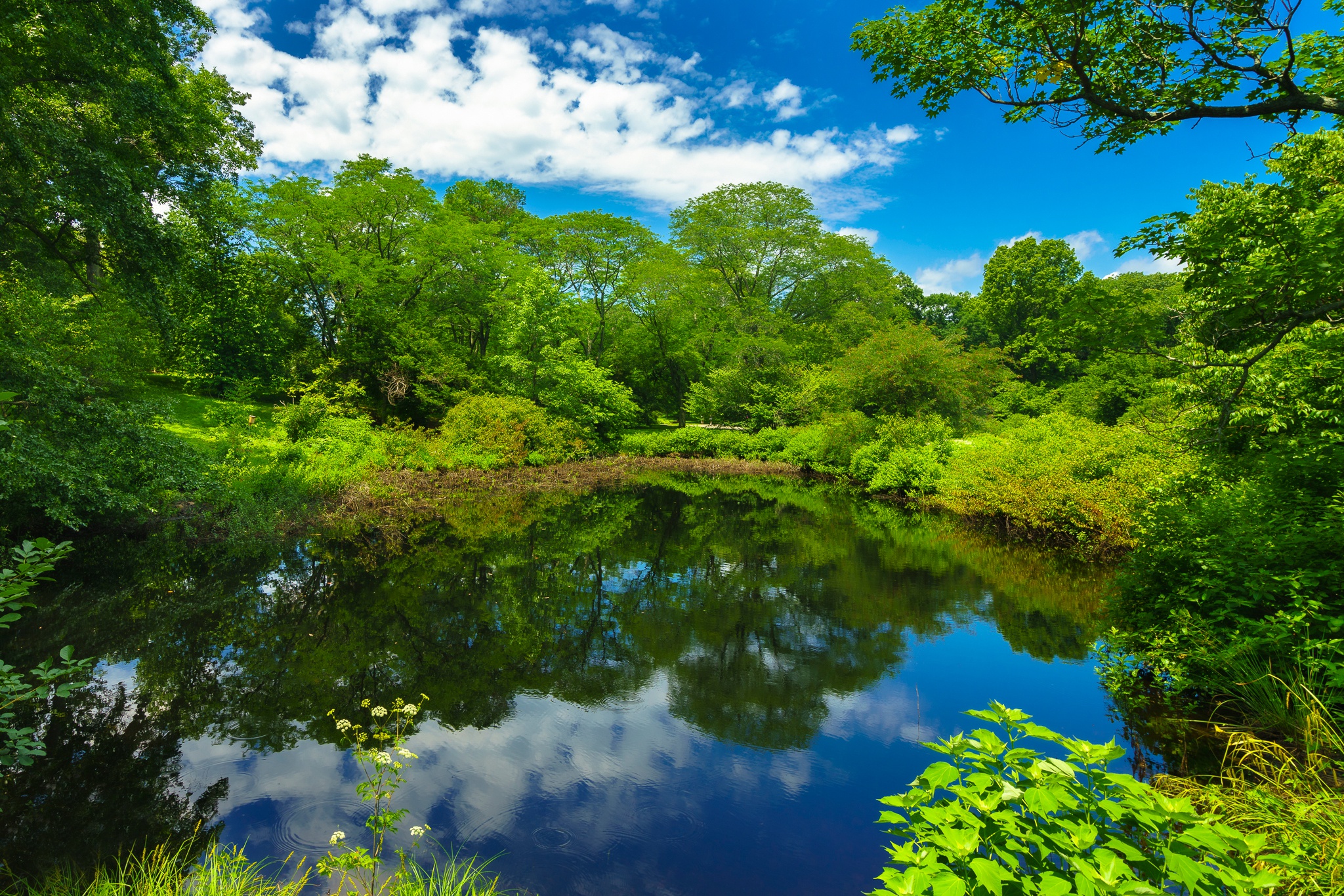 greenery, earth, reflection, boston, cloud, massachusetts, park, pond, tree