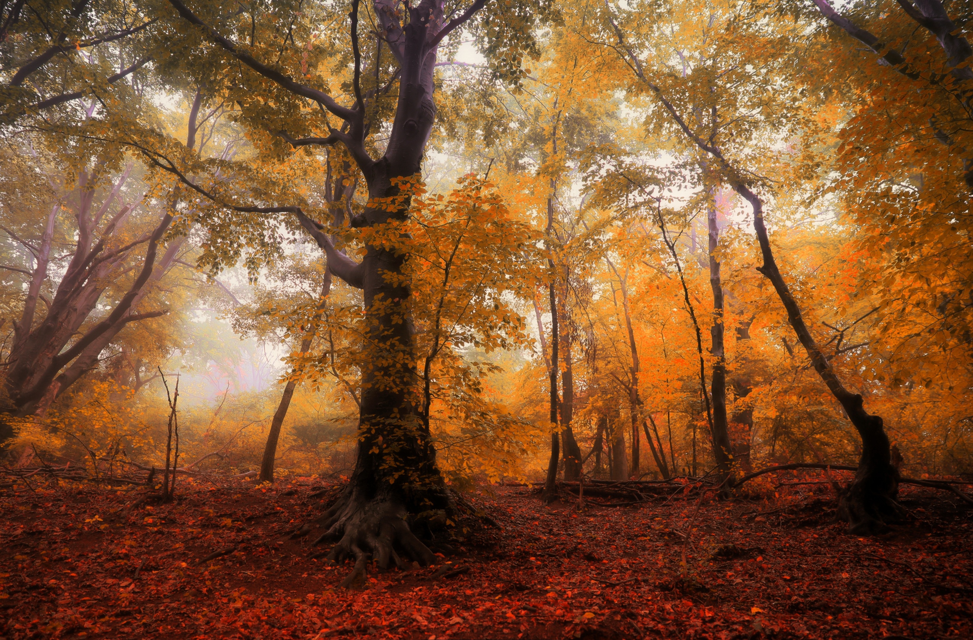 Free download wallpaper Nature, Forest, Tree, Fall, Earth on your PC desktop