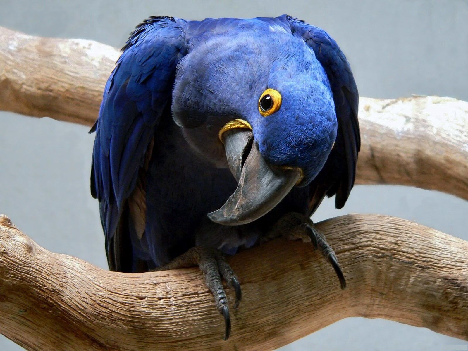 animals, parrots, blue, beak, curious