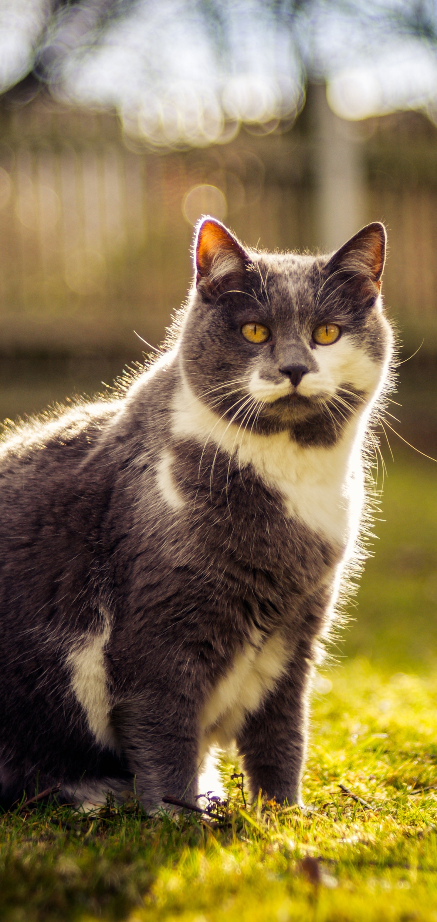 Baixe gratuitamente a imagem Animais, Gatos, Gato na área de trabalho do seu PC