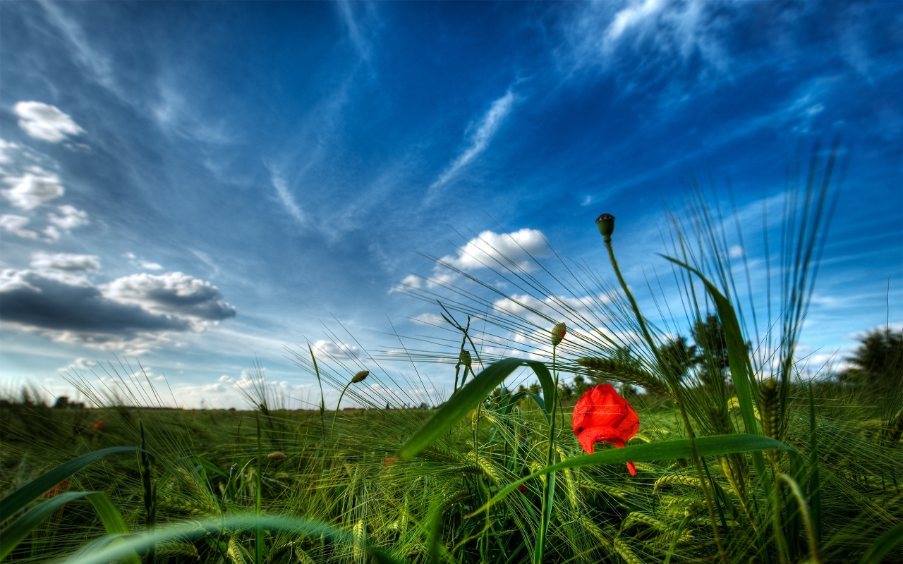 Download mobile wallpaper Grass, Sky, Plants, Landscape, Poppies for free.