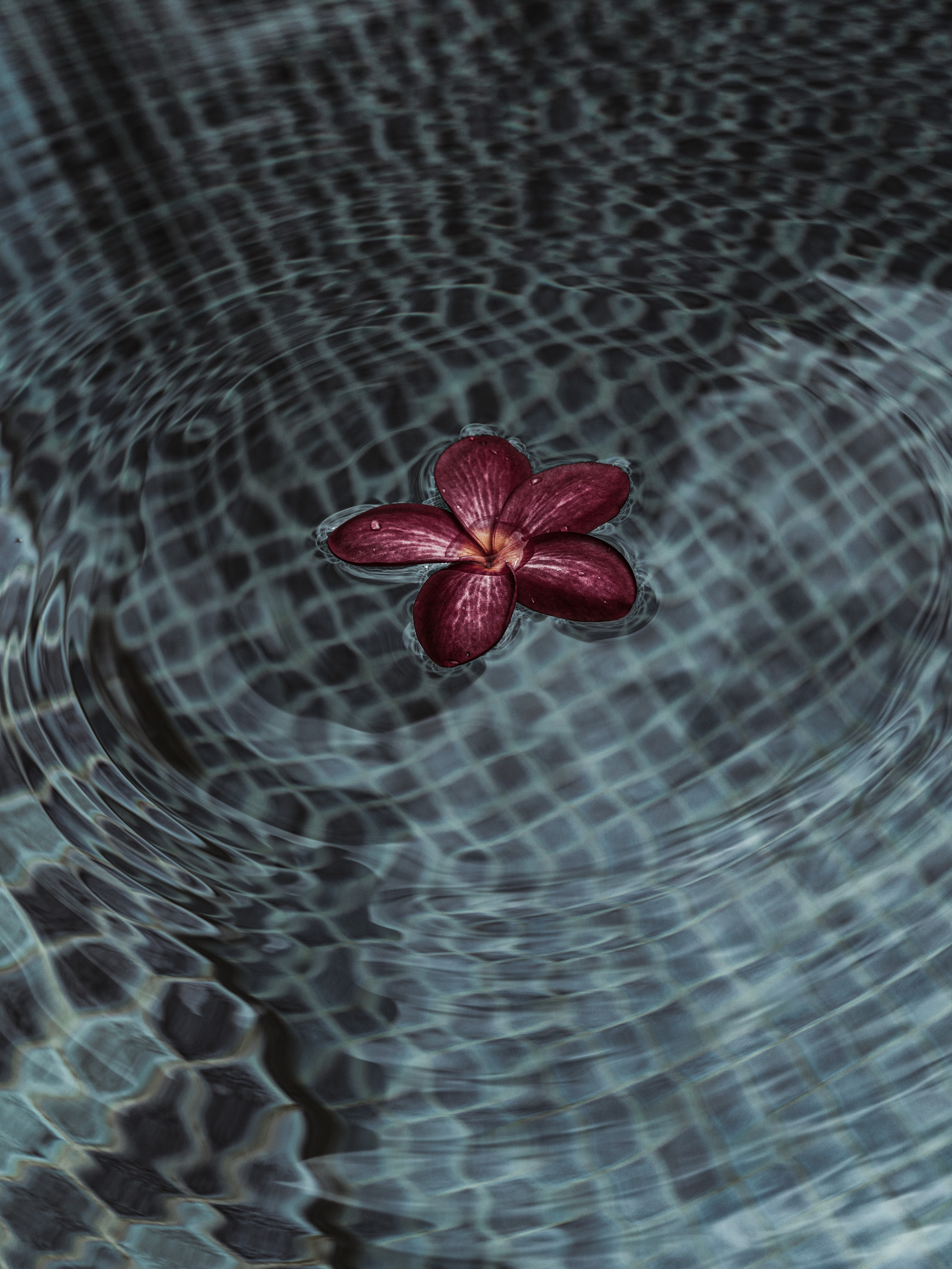 Download mobile wallpaper Ripples, Ripple, Petals, Flower, Flowers, Water for free.