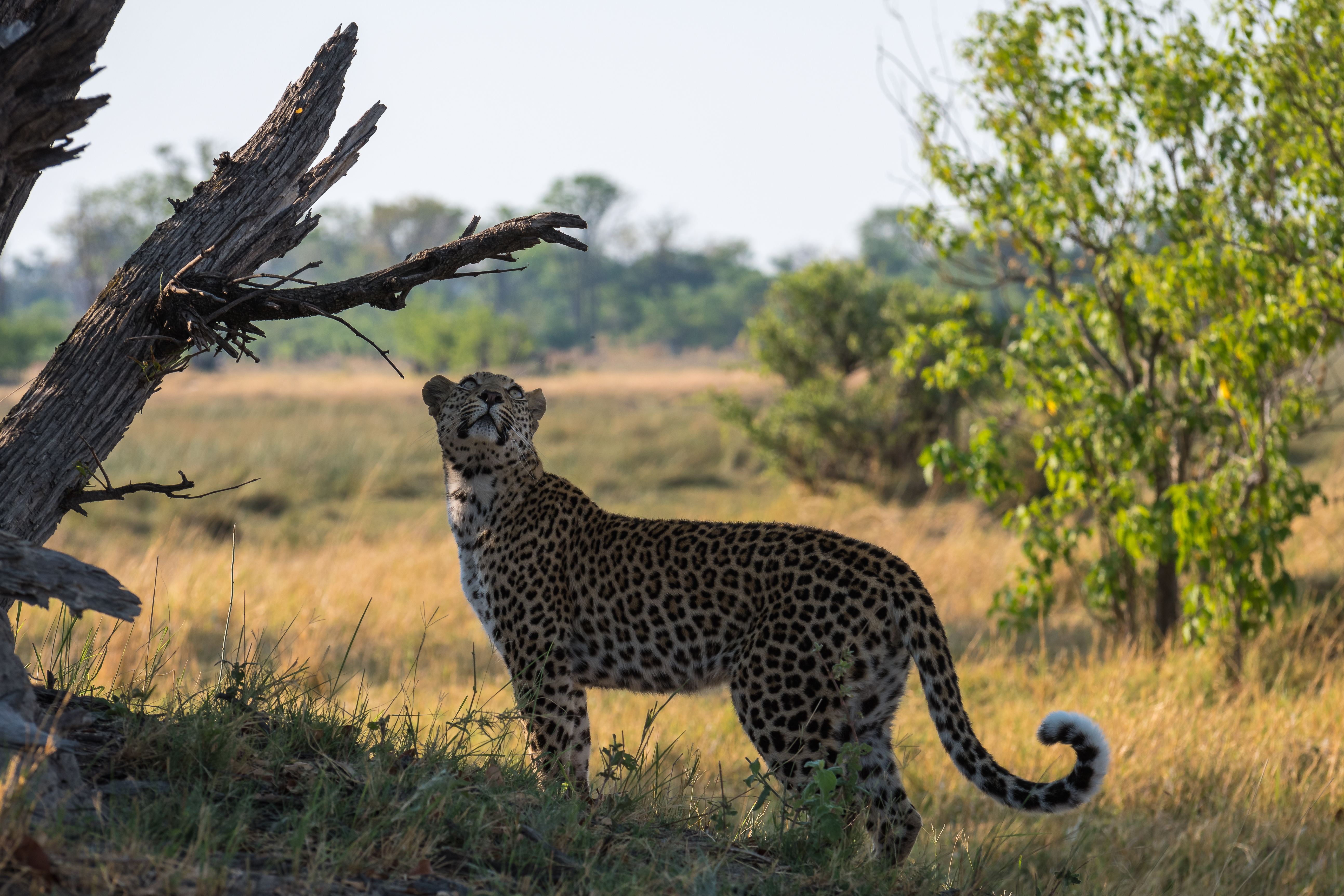Download mobile wallpaper Grass, Animals, Leopard, Big Cat for free.