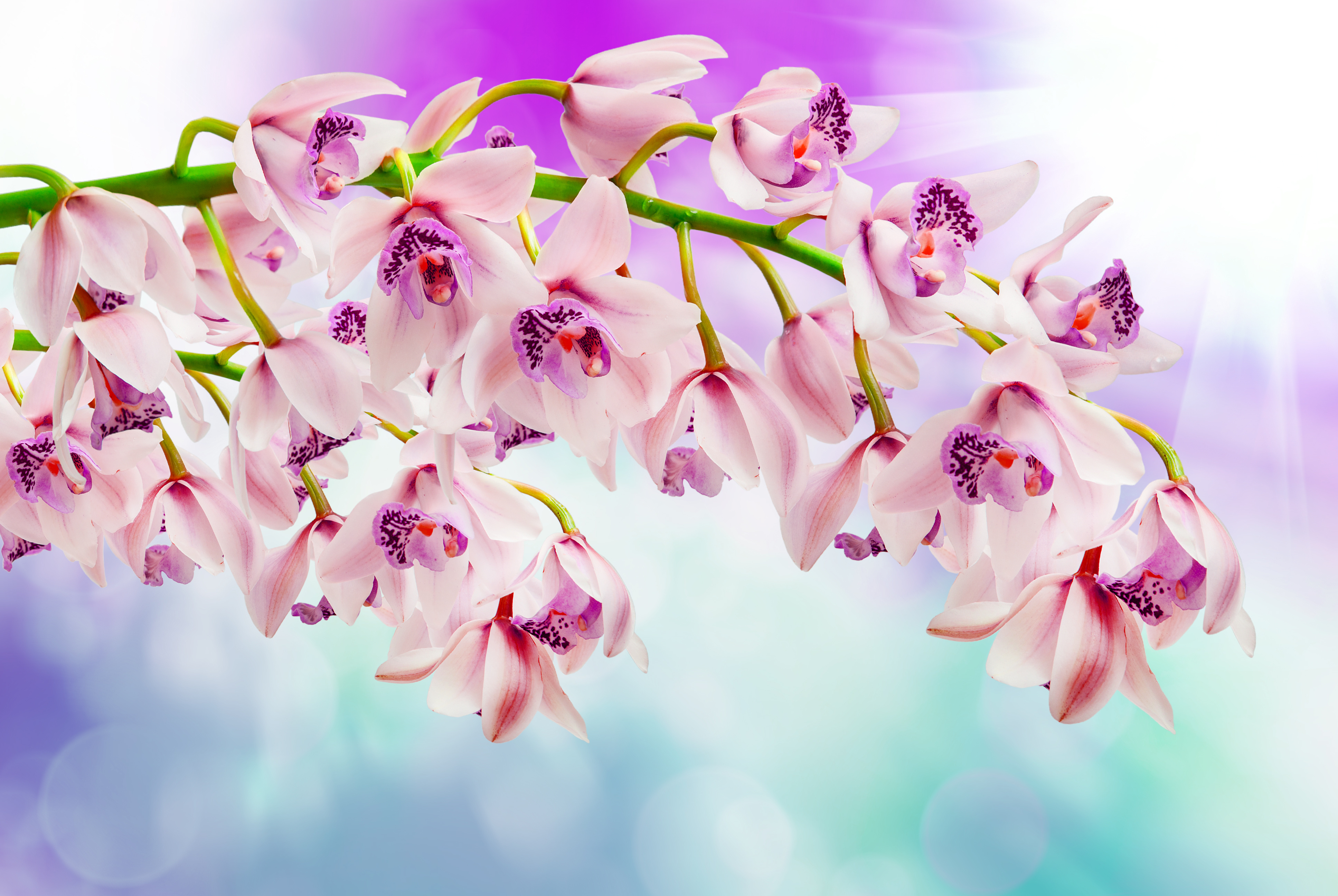 Download mobile wallpaper Flowers, Flower, Earth, Bokeh, Orchid, Sunbeam, Pink Flower for free.