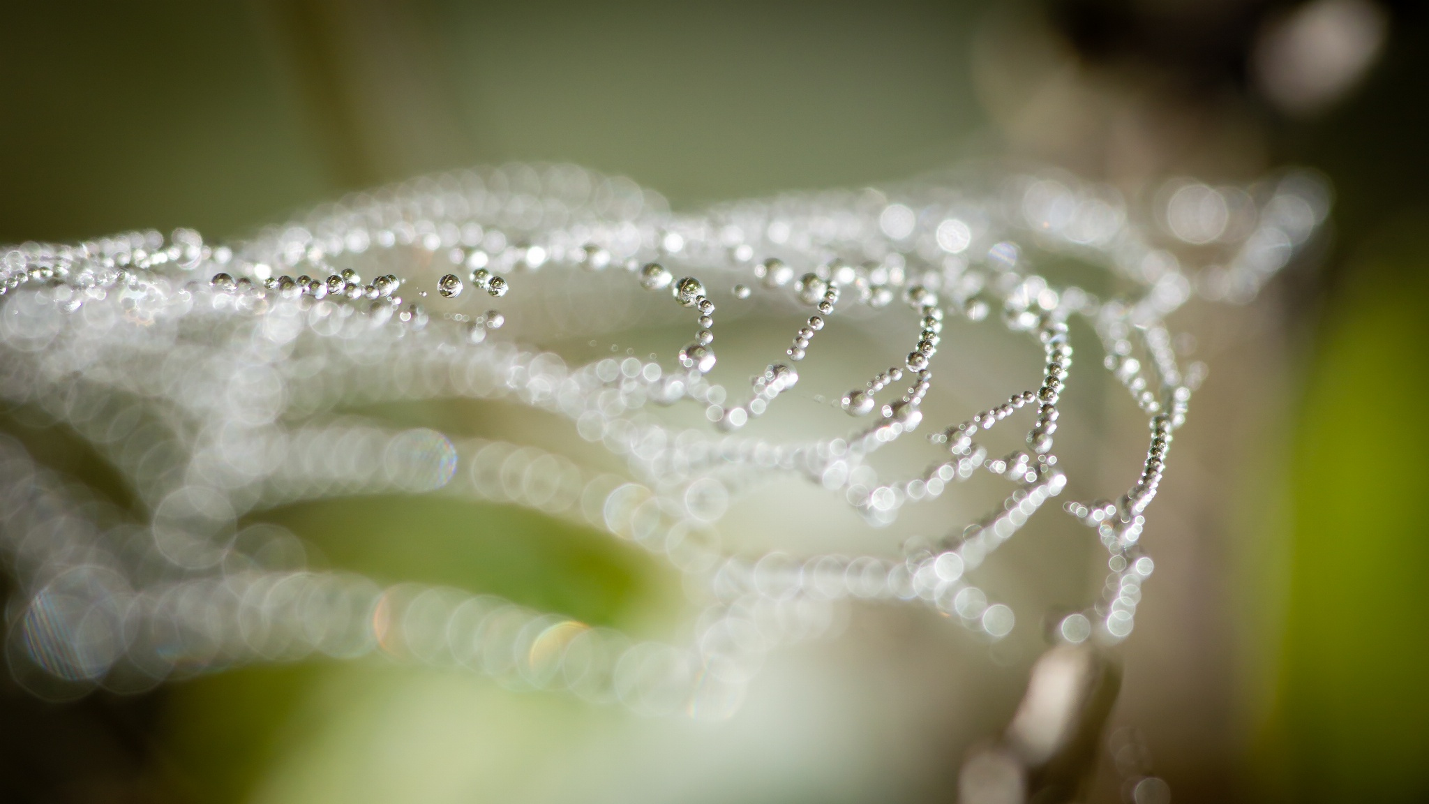 Baixe gratuitamente a imagem Fechar Se, Borrão, Fotografia, Teia De Aranha, Gota De Água na área de trabalho do seu PC