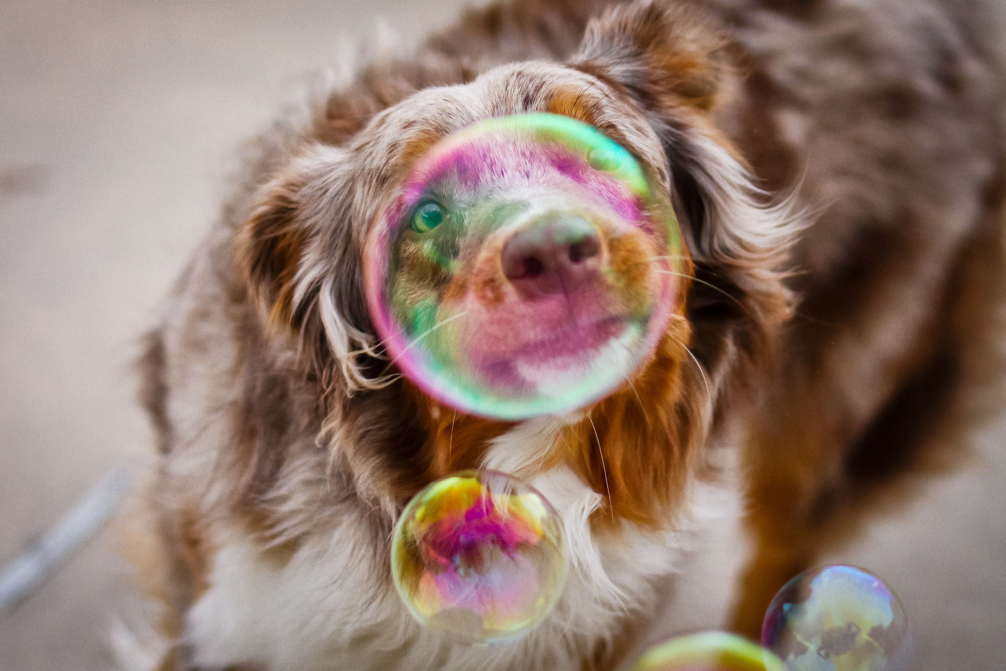 Free download wallpaper Dog, Blur, Photography, Bubble on your PC desktop