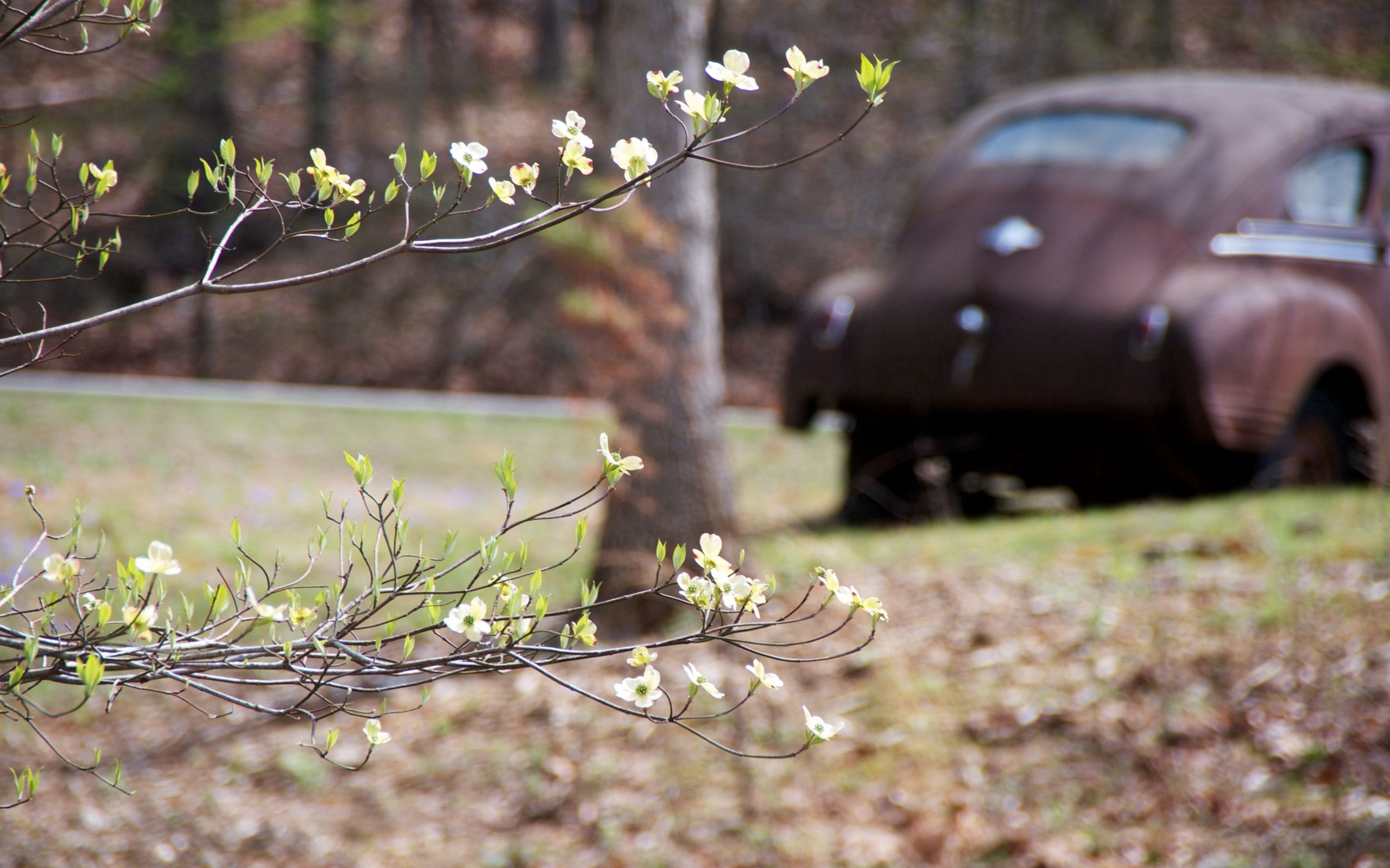 Free download wallpaper Nature, Smooth, Blur, Branch, Flowers, Car on your PC desktop