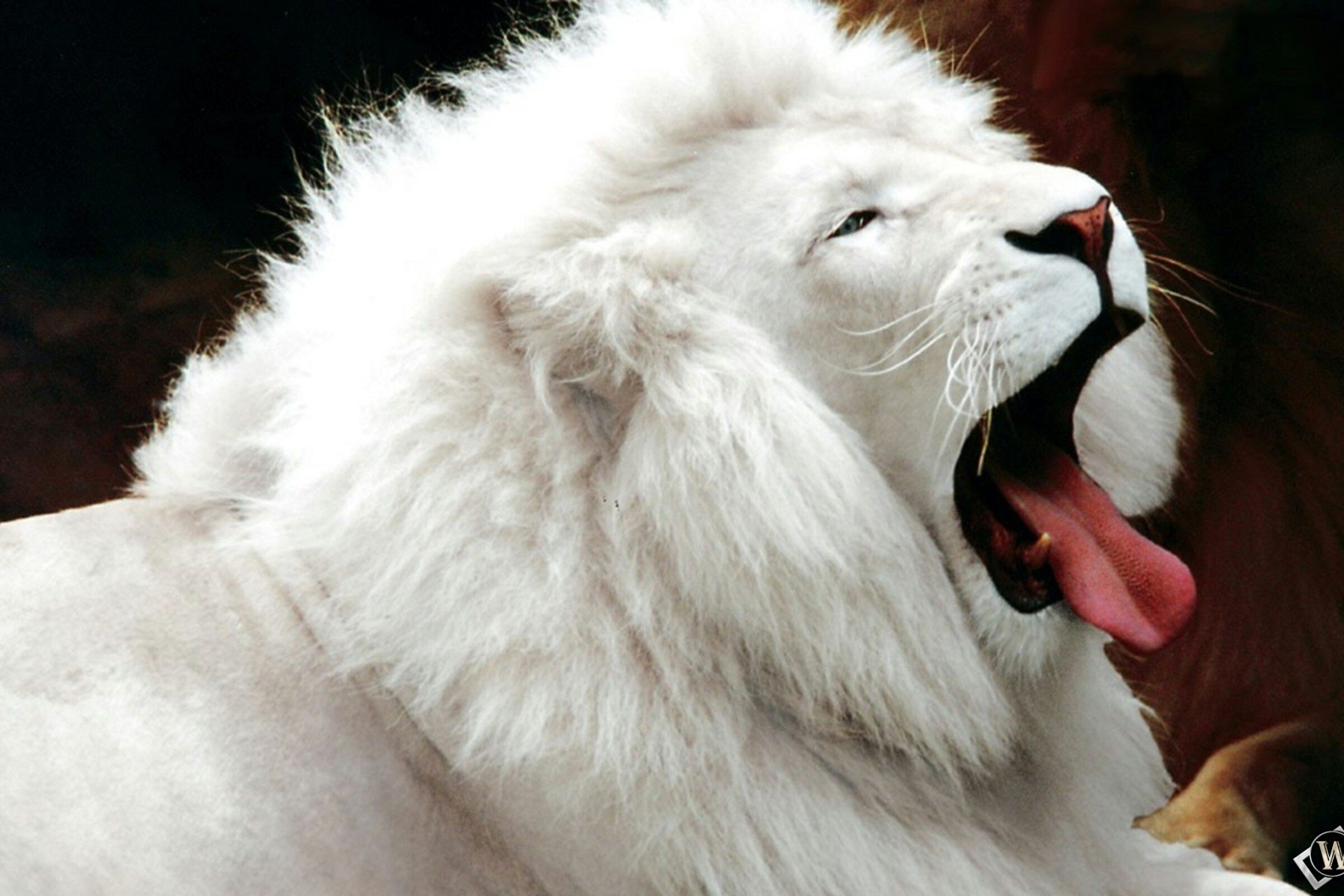 Baixar papel de parede para celular de Animais, Leão, Leão Branco gratuito.