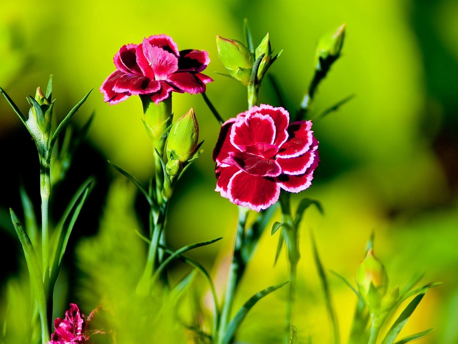 Free download wallpaper Flowers, Carnations, Greens, Sharpness on your PC desktop