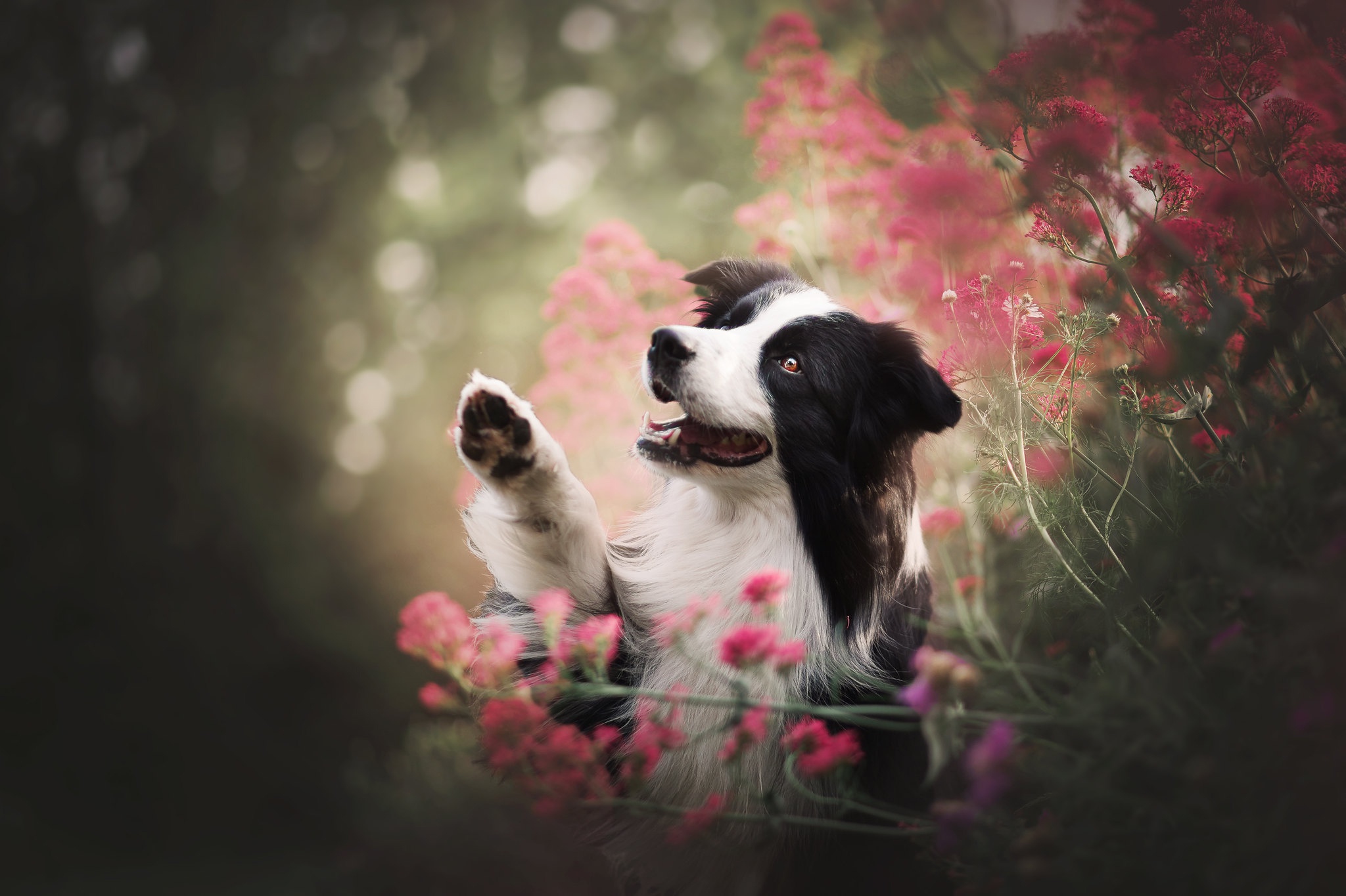 Handy-Wallpaper Tiere, Hunde, Hund, Border Collie kostenlos herunterladen.