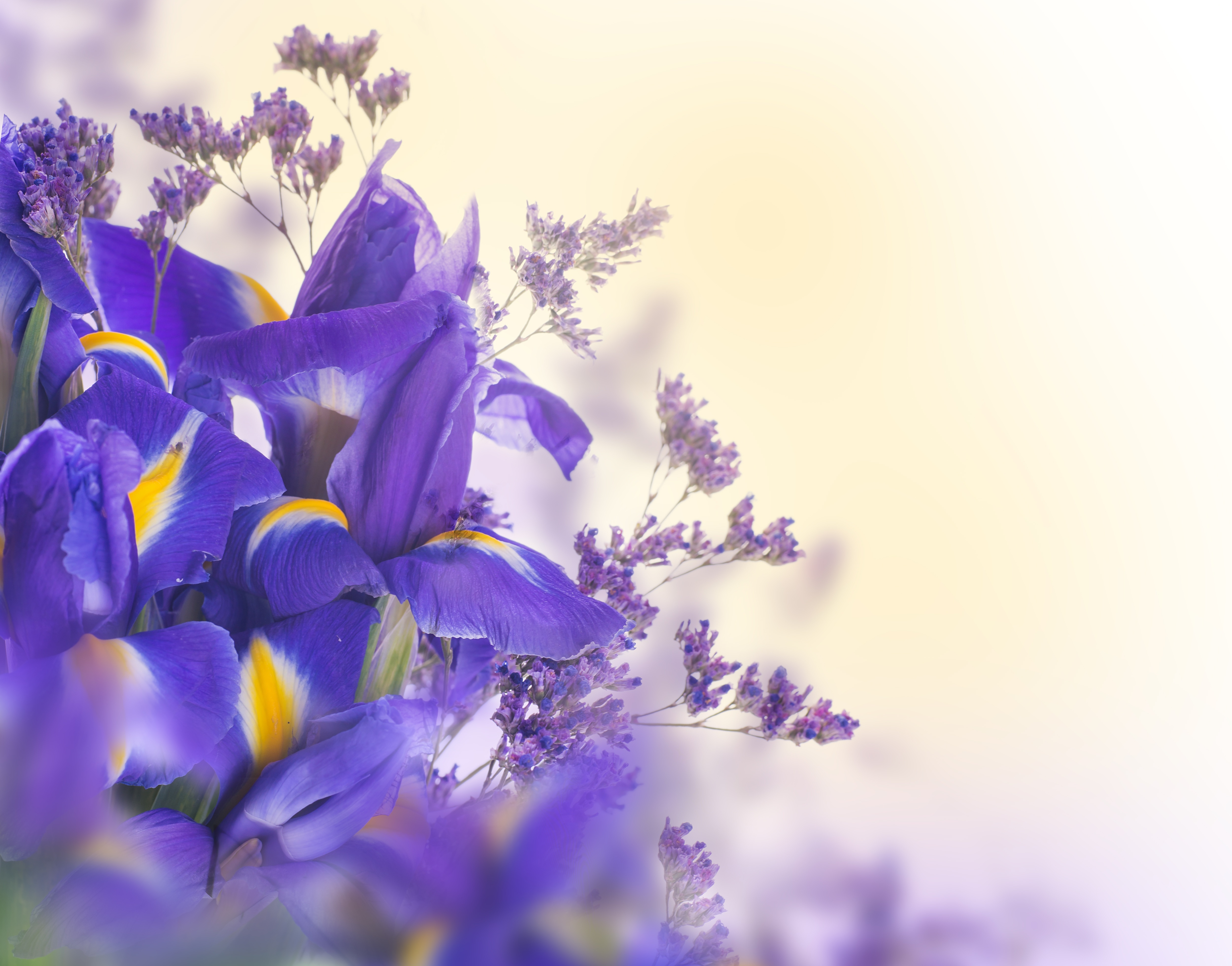 Descarga gratuita de fondo de pantalla para móvil de Iris, Flores, Tierra/naturaleza.