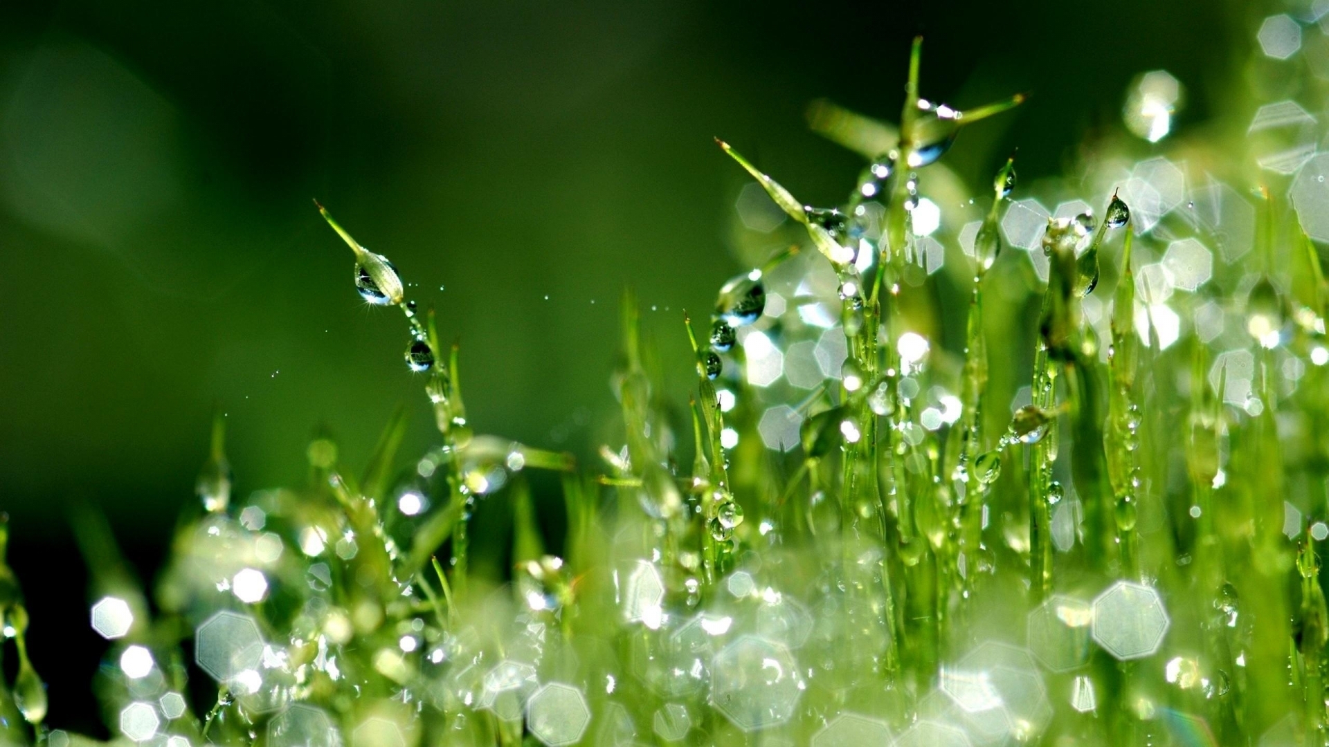 Download mobile wallpaper Grass, Plants, Drops, Background for free.