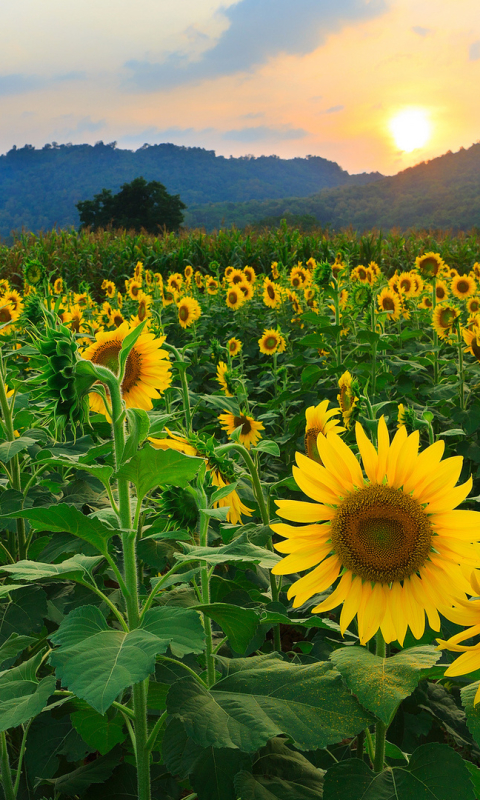 Download mobile wallpaper Flowers, Earth, Sunflower for free.