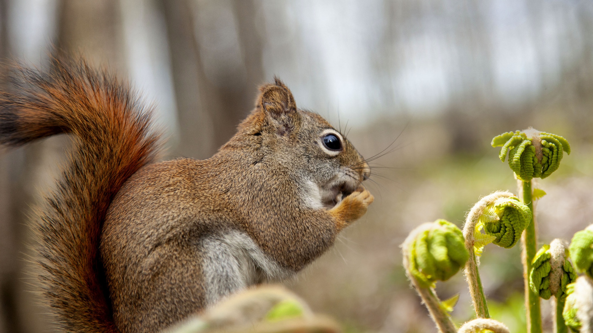 Free download wallpaper Squirrel, Animal, Rodent, Depth Of Field on your PC desktop