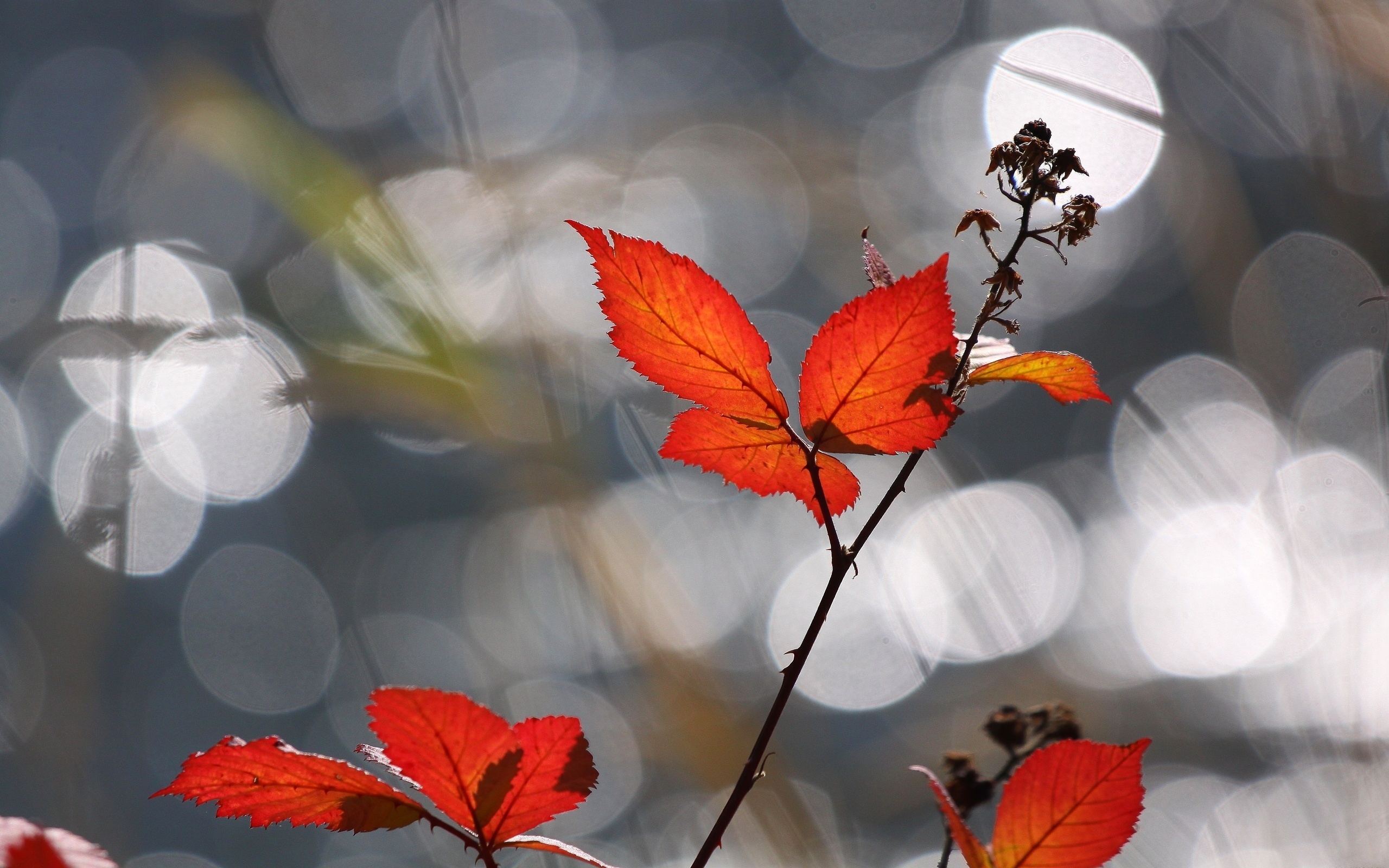 Handy-Wallpaper Blatt, Erde/natur kostenlos herunterladen.