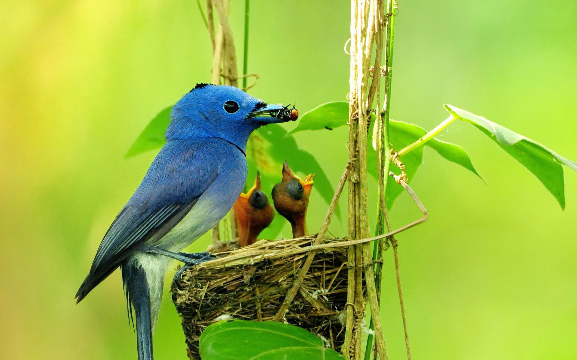 Laden Sie Vogelfütterung HD-Desktop-Hintergründe herunter