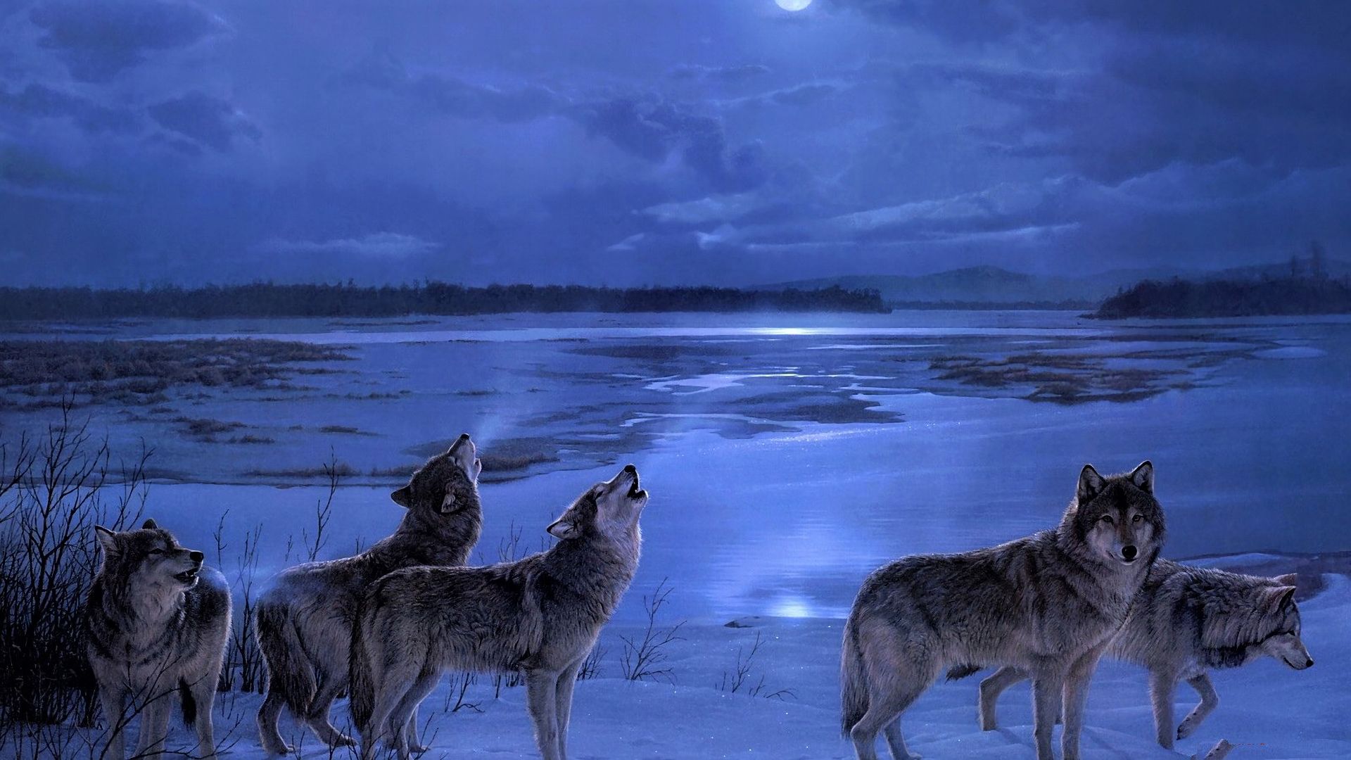 Download mobile wallpaper Winter, Night, Wolf, Animal, Wolves for free.