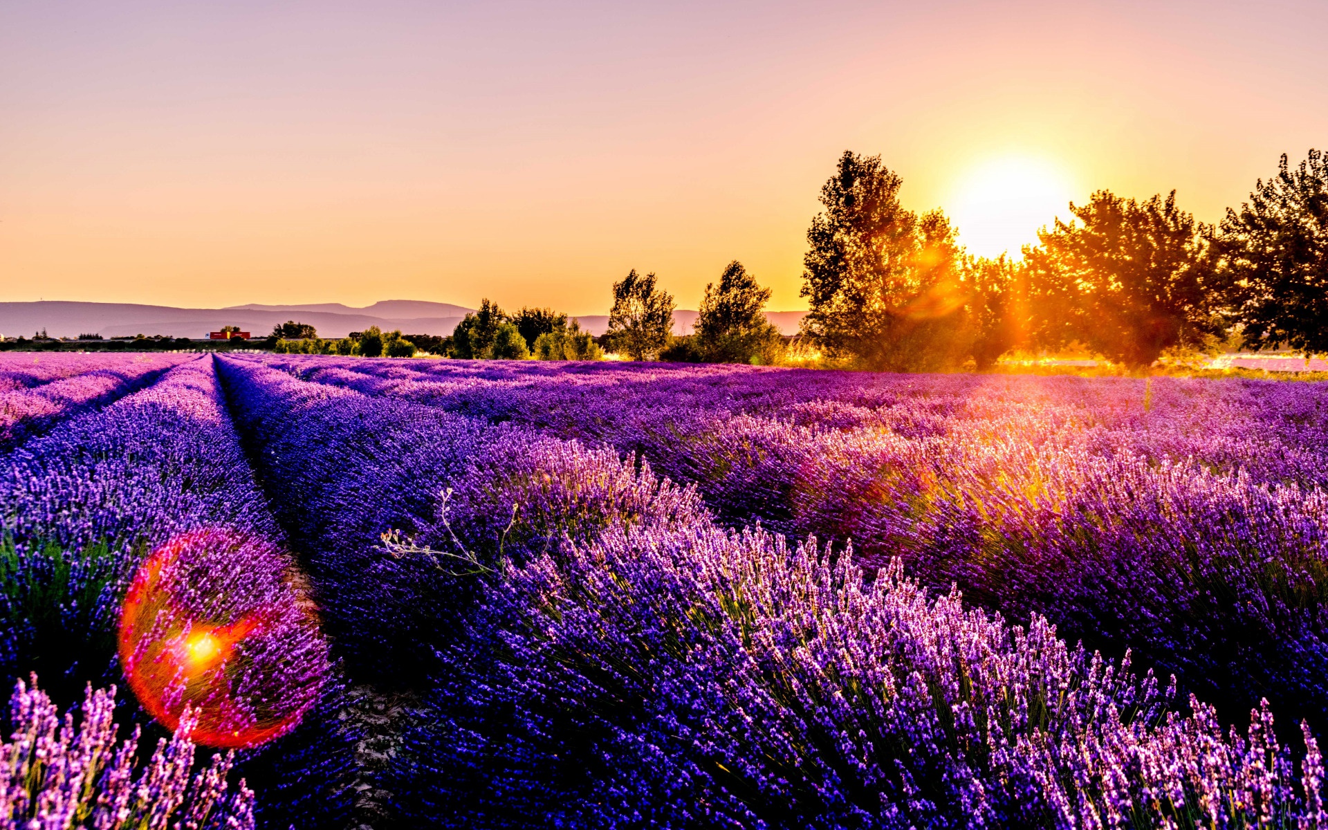Free download wallpaper Nature, Flowers, Sunset, Flower, Earth, Field, Lavender, Purple Flower on your PC desktop
