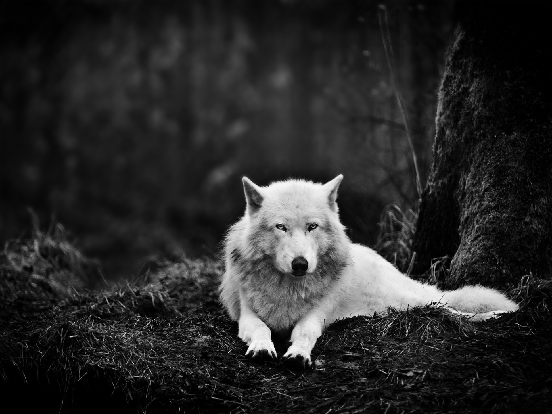 Скачать обои бесплатно Животные, Волки, Волк, Чёрно Белое картинка на рабочий стол ПК
