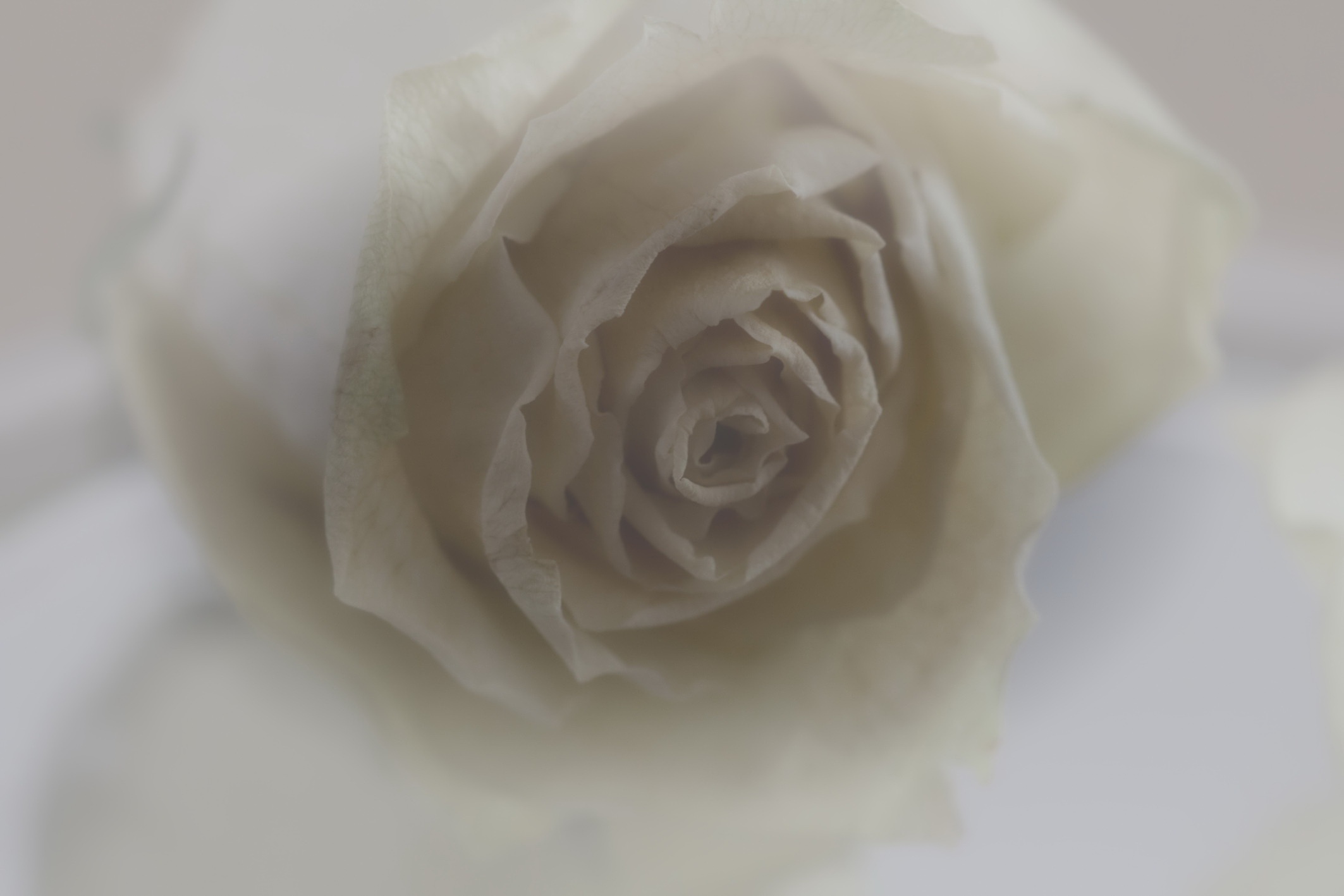PCデスクトップにフラワーズ, 花, 薔薇, つぼみ, 地球, 白い花画像を無料でダウンロード