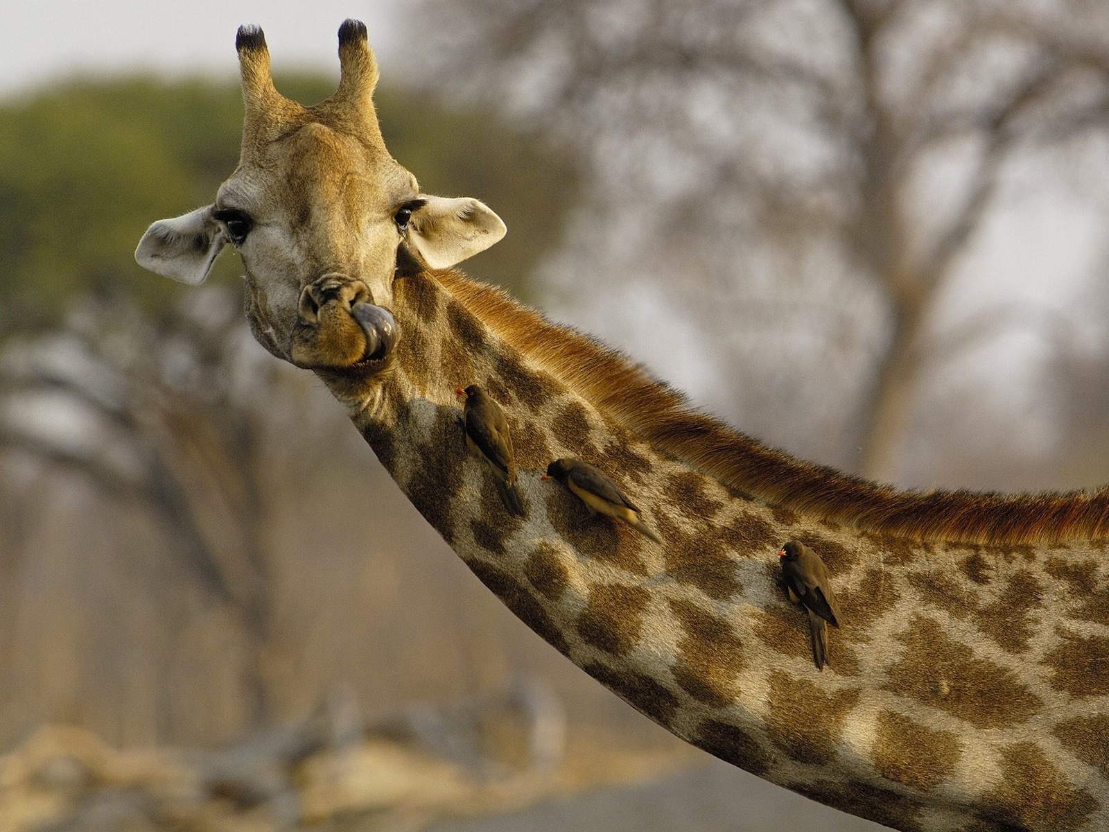 giraffes, animals