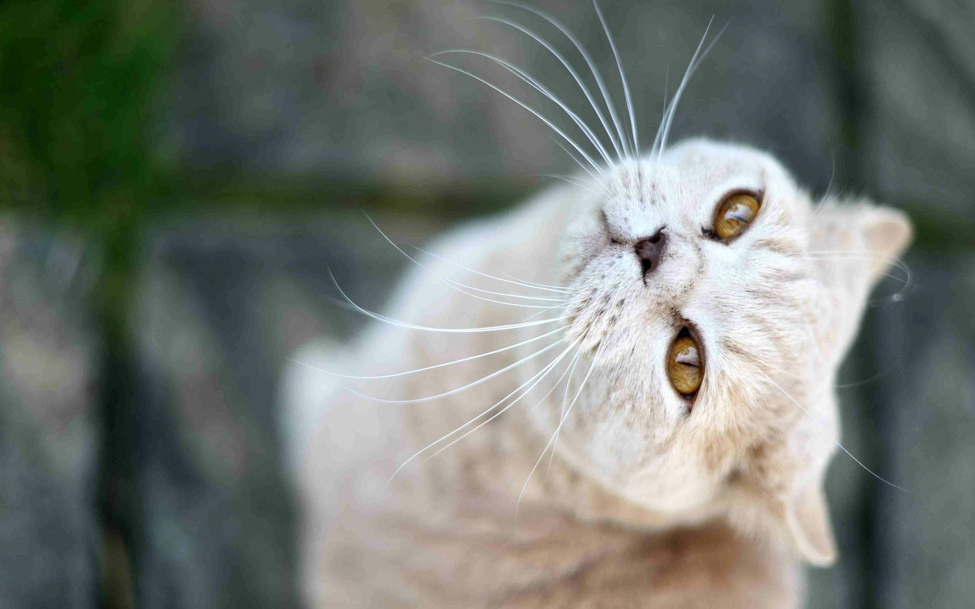 Téléchargez gratuitement l'image Animaux, Chat sur le bureau de votre PC