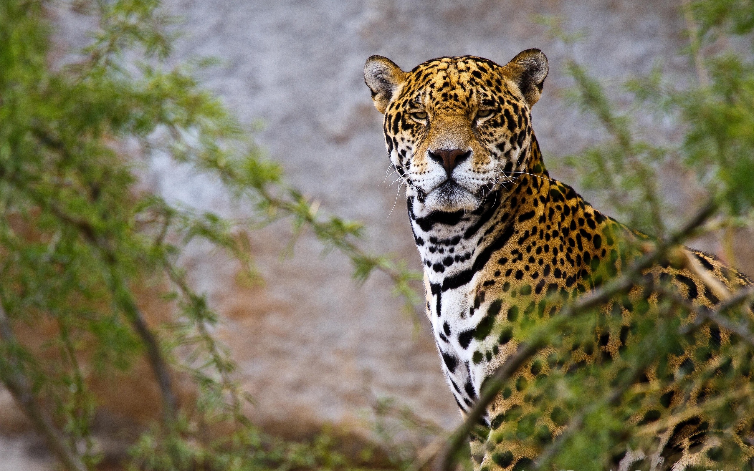 Handy-Wallpaper Jaguar, Katzen, Tiere kostenlos herunterladen.