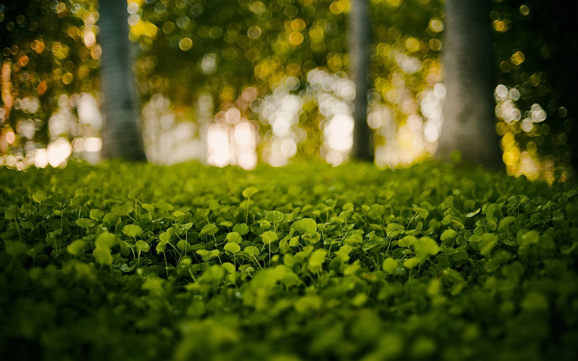 shine, nature, grass, leaves, light Desktop Wallpaper