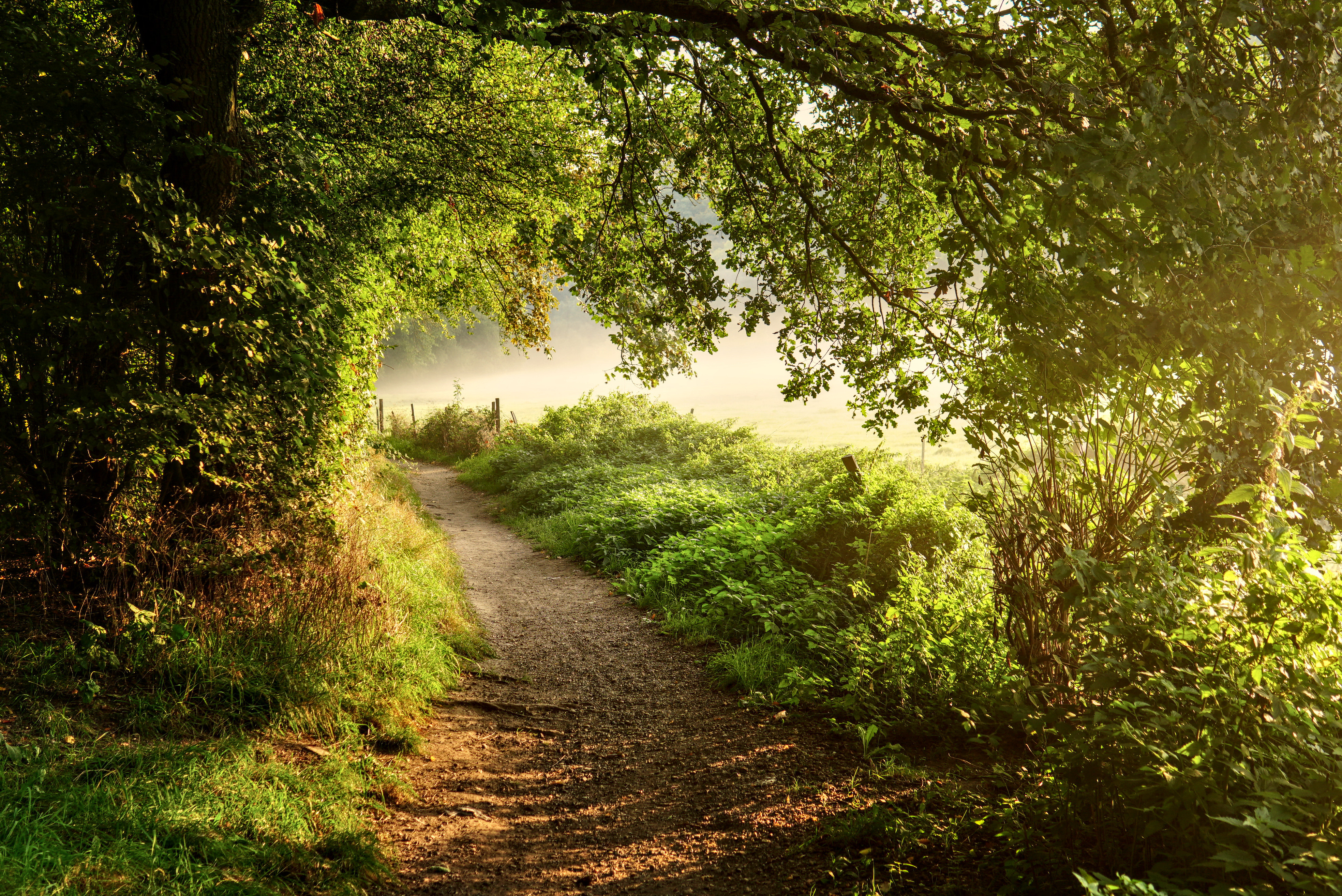 path, nature, trees, grass, bush, forest 8K