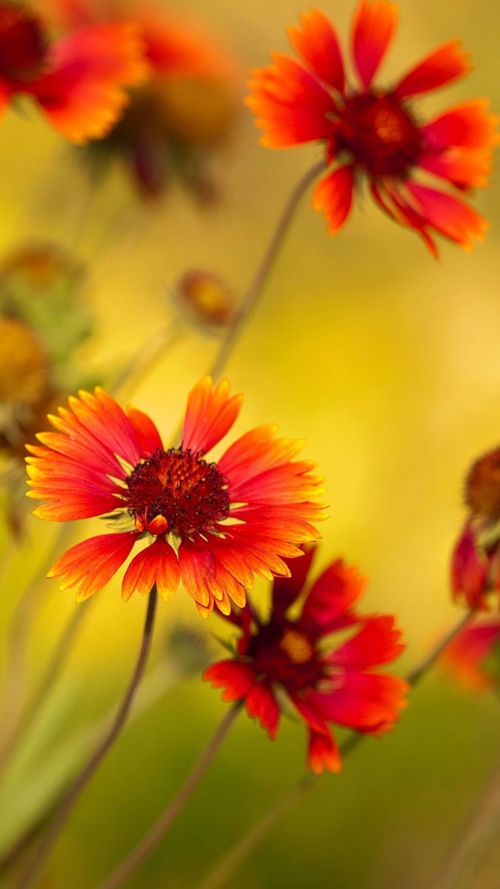 1086216 Bildschirmschoner und Hintergrundbilder Blumen auf Ihrem Telefon. Laden Sie  Bilder kostenlos herunter