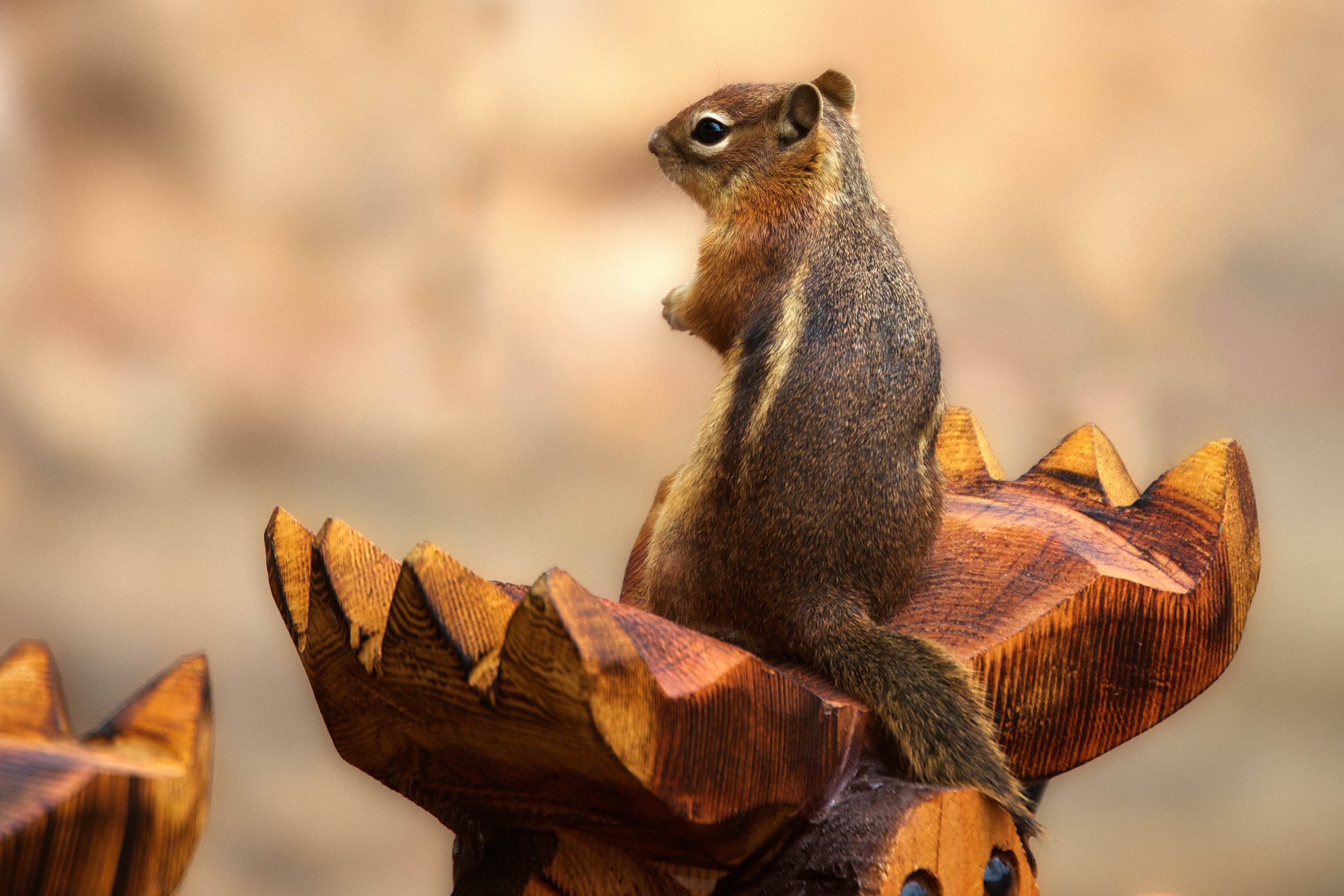 Laden Sie das Tiere, Nagetier, Streifenhörnchen-Bild kostenlos auf Ihren PC-Desktop herunter