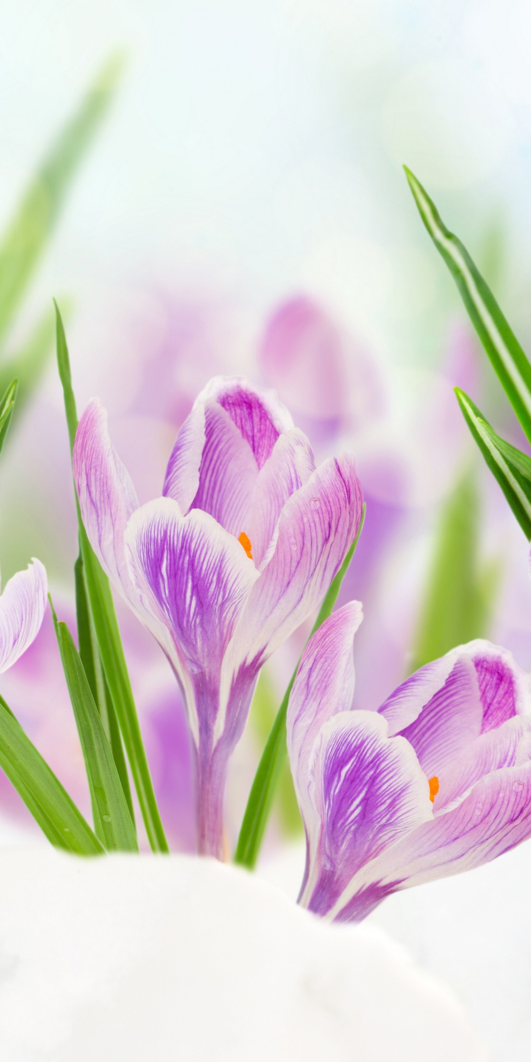 無料モバイル壁紙フラワーズ, 雪, 花, 閉じる, 地球, クロッカス, 紫色の花をダウンロードします。