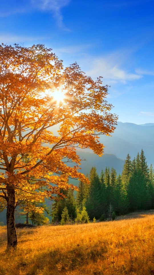 Handy-Wallpaper Bäume, Herbst, Berg, Wald, Baum, Erde, Gebirge, Erde/natur kostenlos herunterladen.